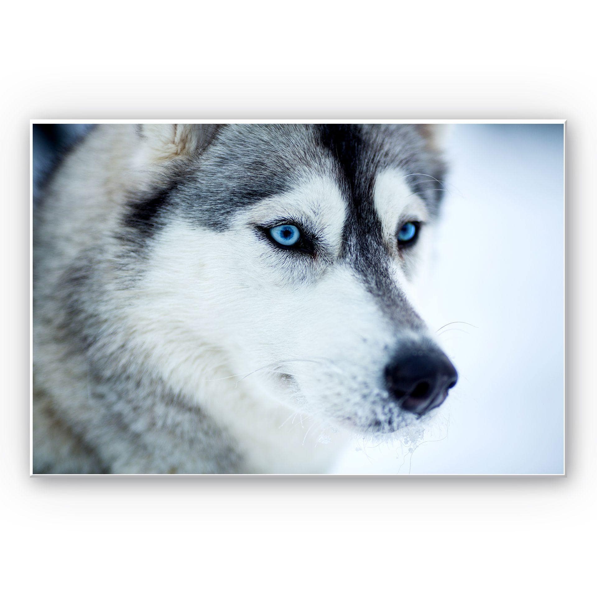 Tableau Forex - Yeux bleus