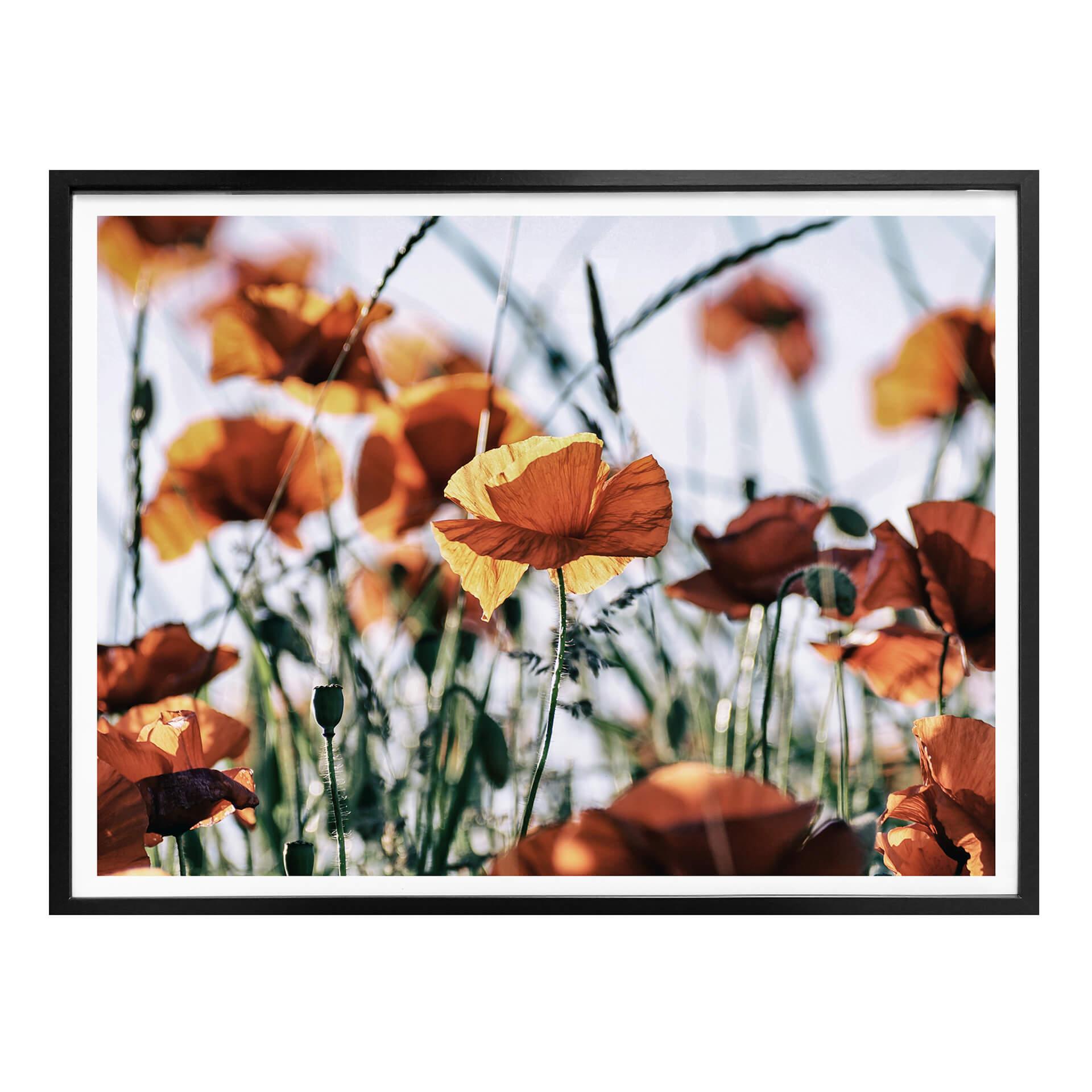 Póster Amapolas en el campo