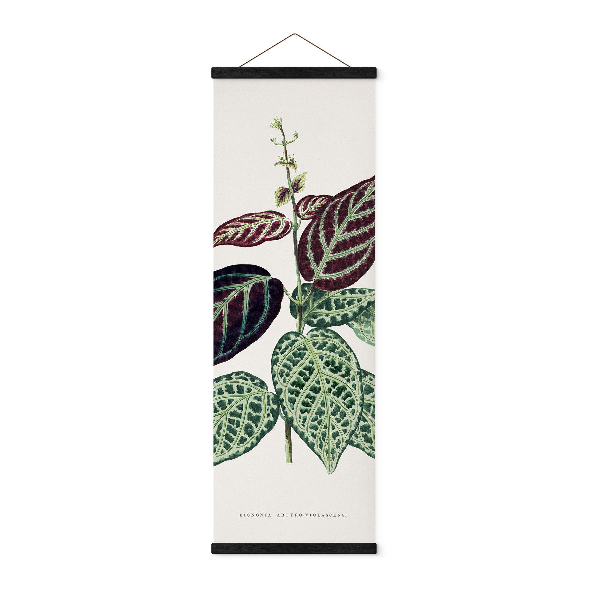 Tekstil plakat Illustration af blade - Bignonia Argyro Violascea