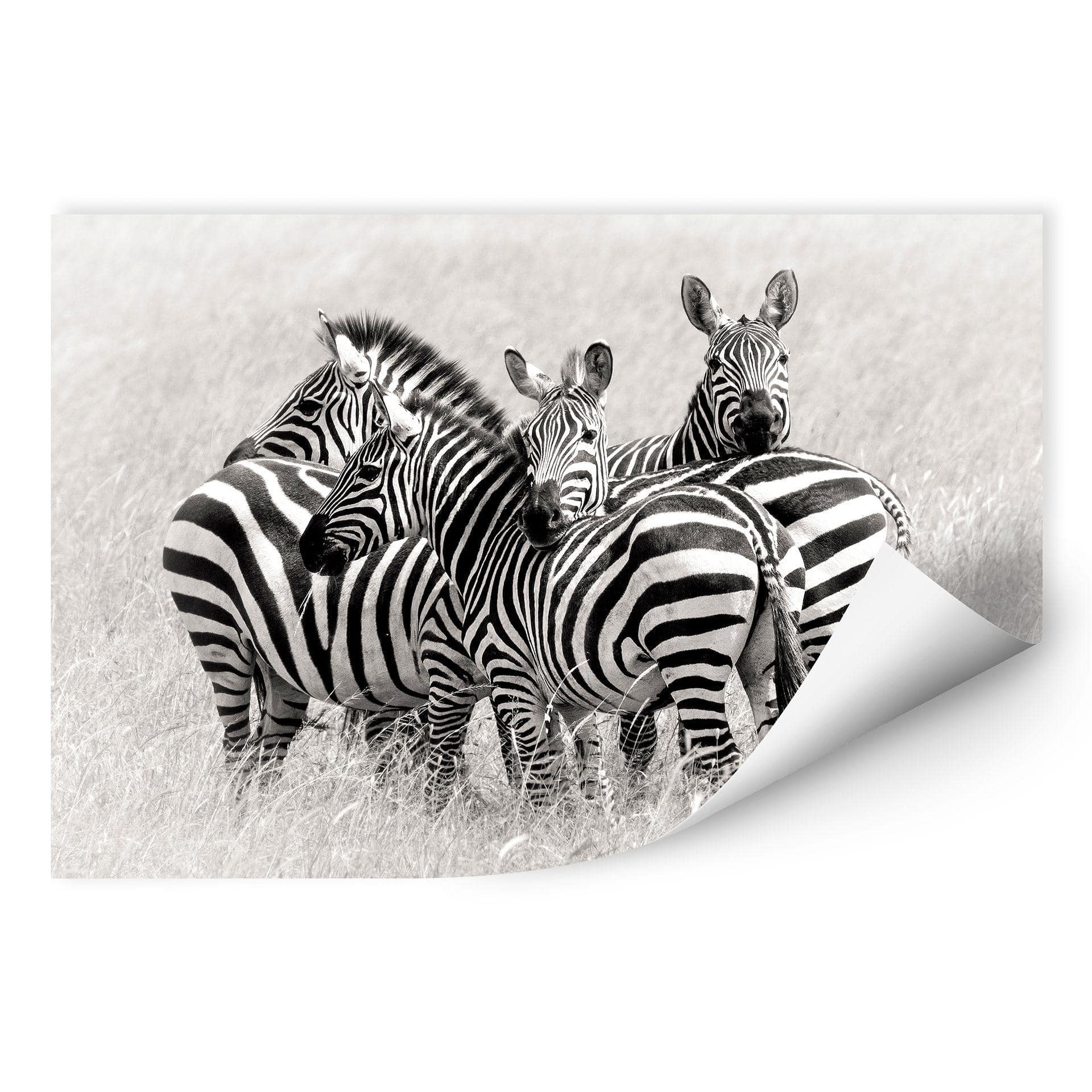 Zelfklevende Poster - Trubitsyn - Zebra's in de Savanne
