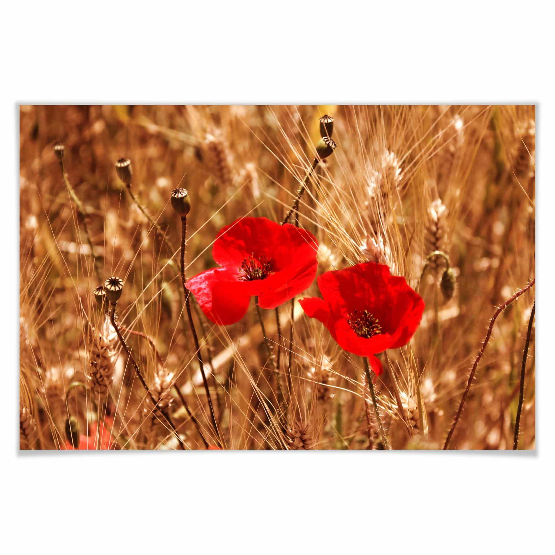 Poster - Coquelicots dans le champ