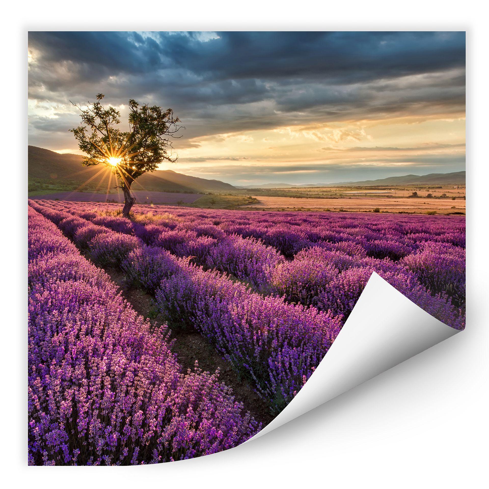 Zelfklevende Poster Lavendelbloemen in de Provence