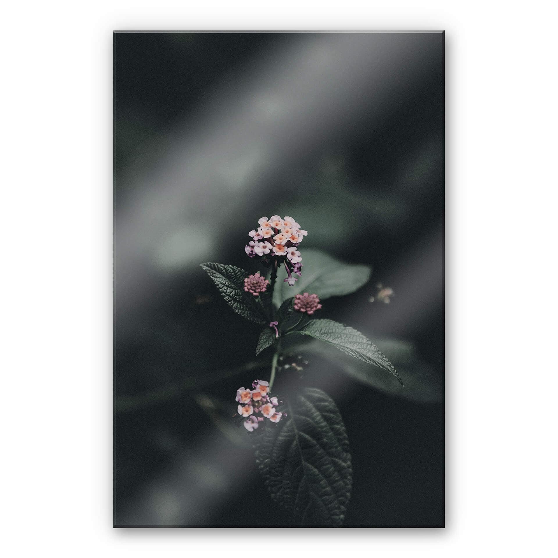 Akrylbillede Delikat lyserød blomst