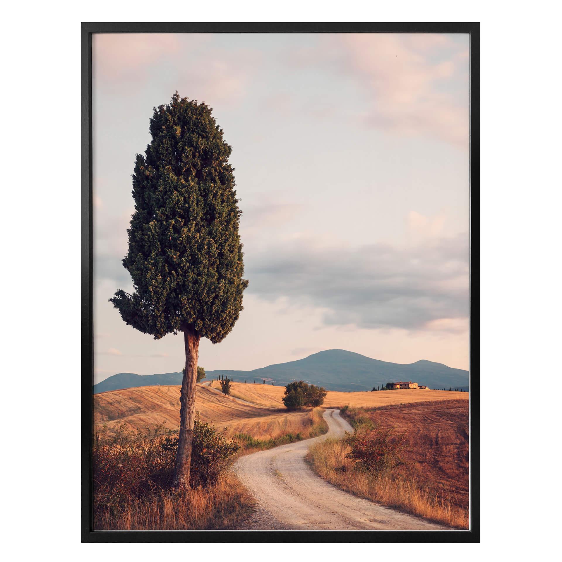 Plakat - Colombo - Cypress Path