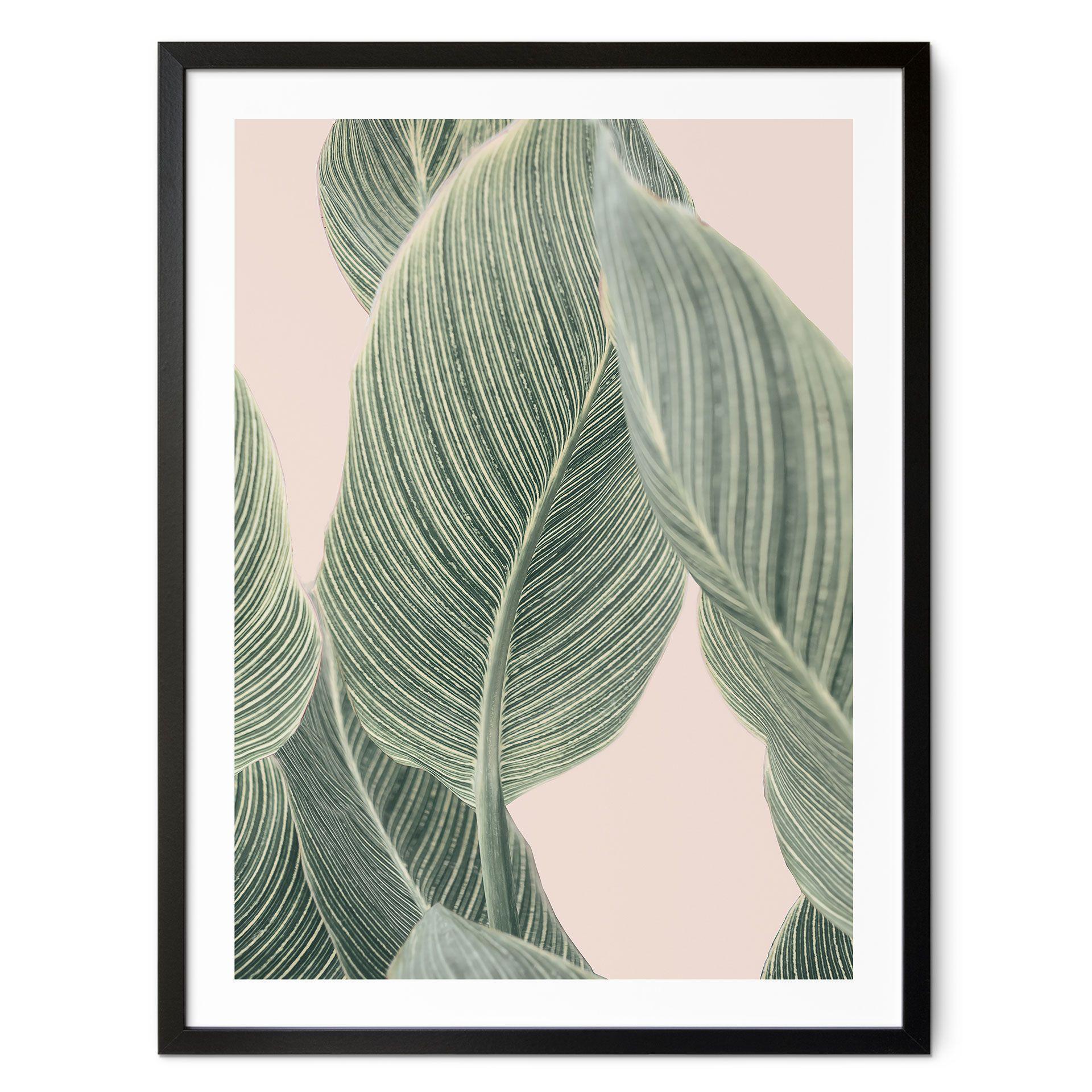 Plakat Calathea-plante - Sisi & Seb