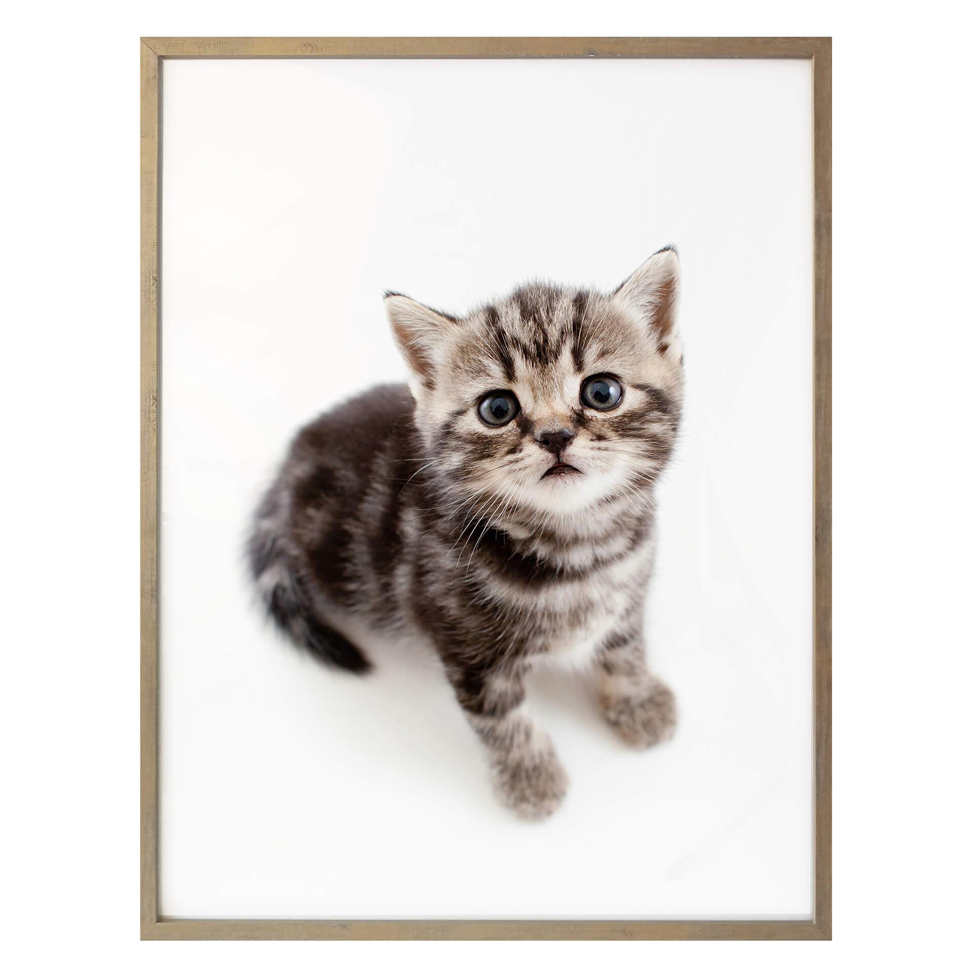 Póster gatita embarazada