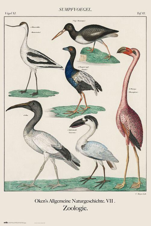 Poster Vintage Birds 61x91,5 cm
