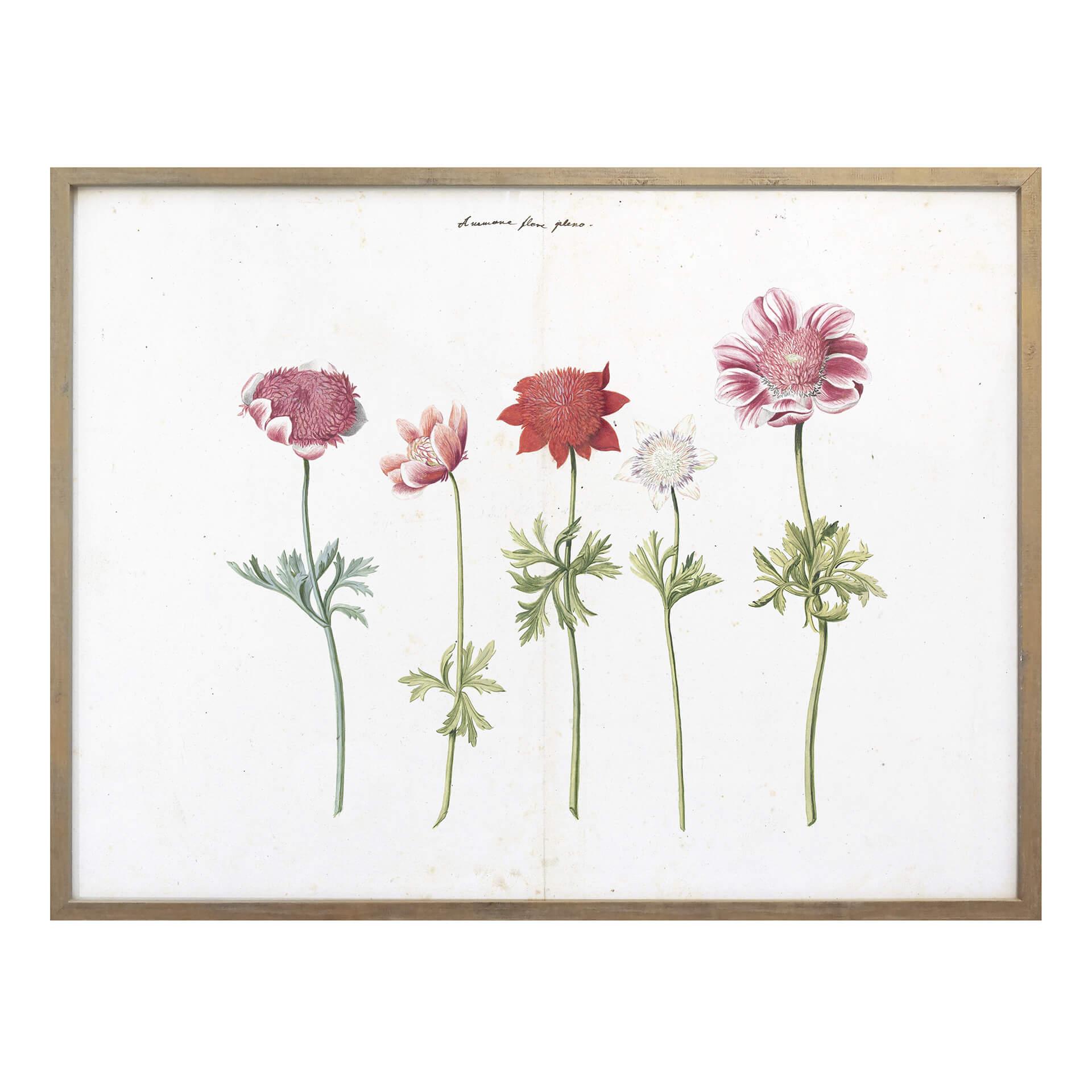 Plakat - Anemoner
