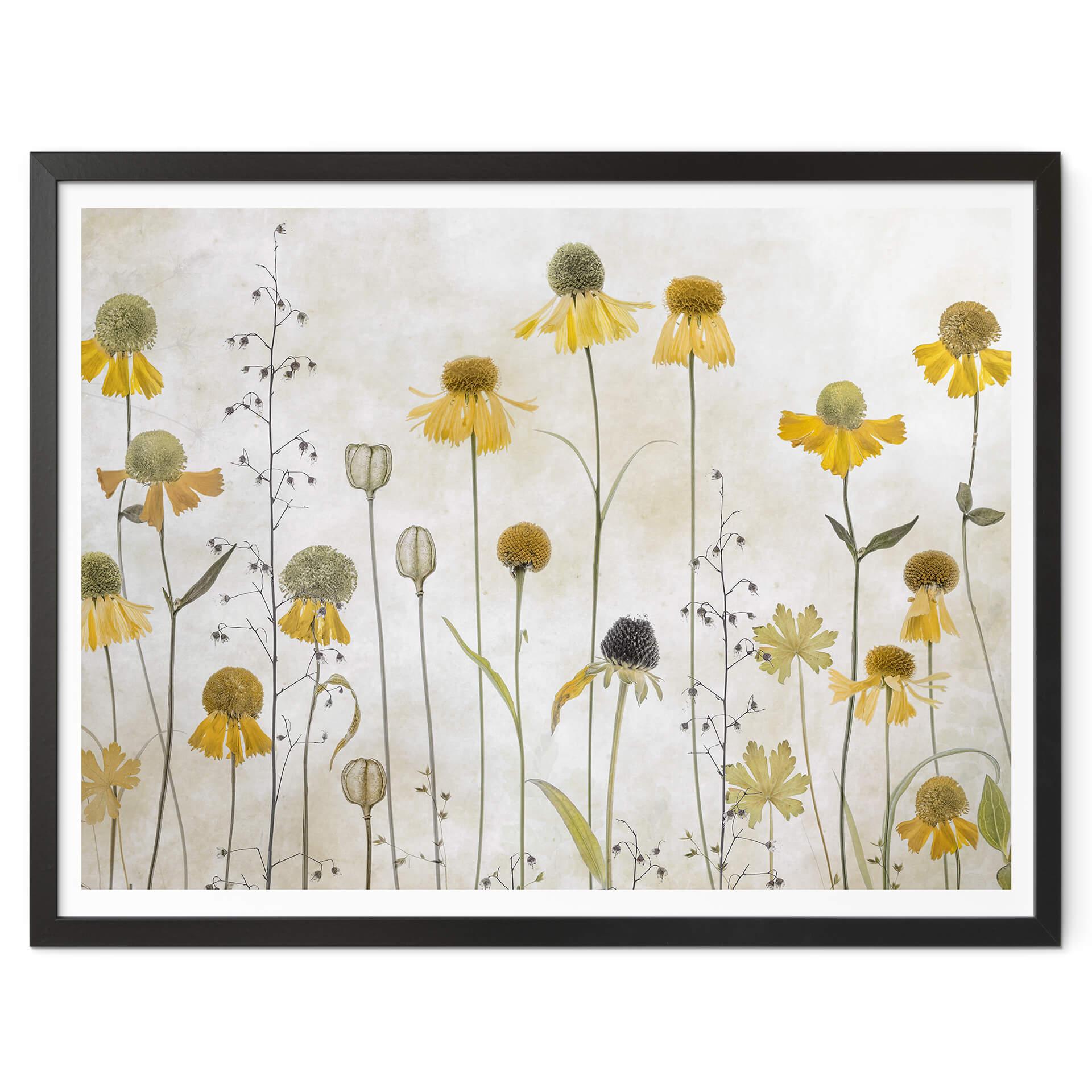 Poster Disher - Girasol