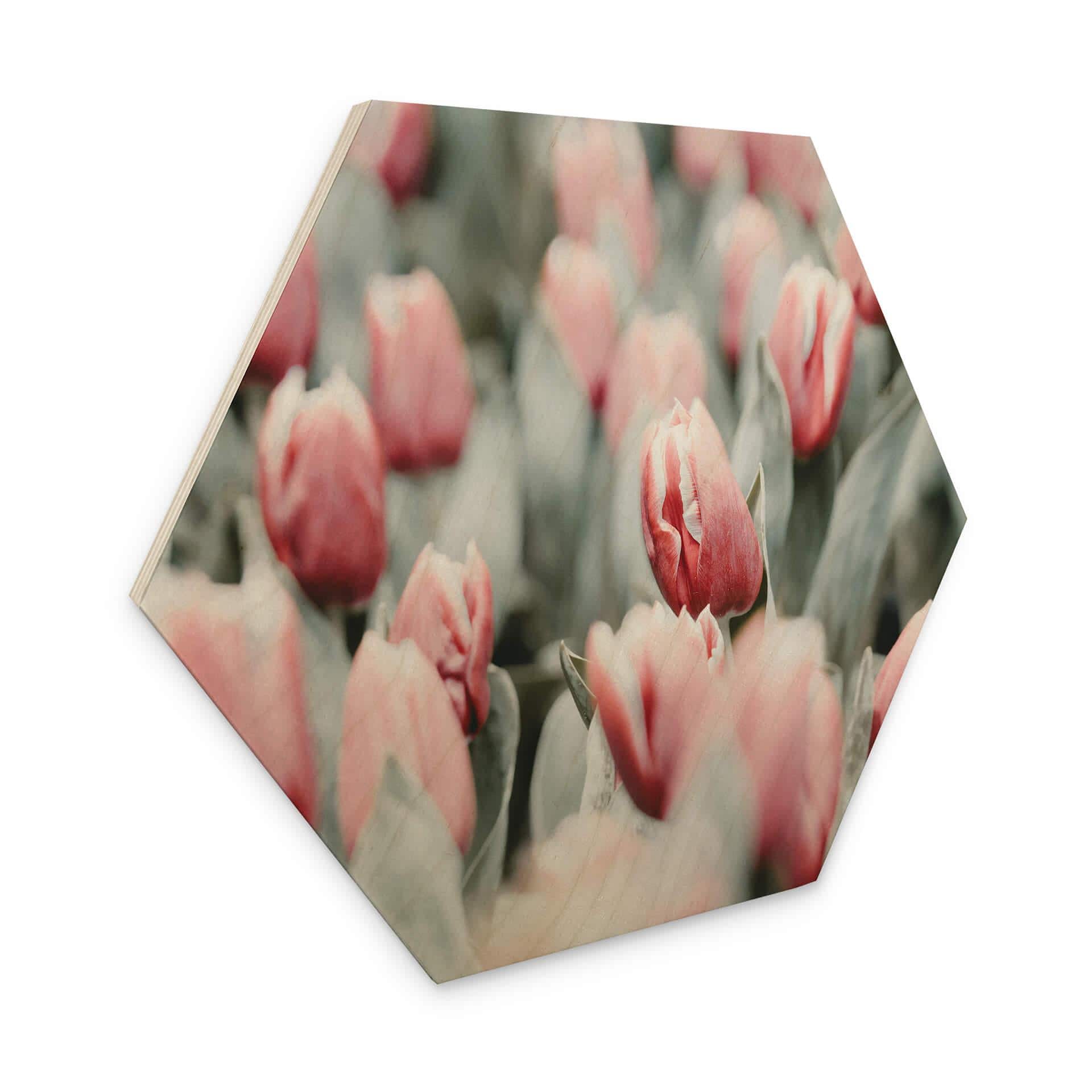 Hexagone - Bois Annie - Tulipes de printemps