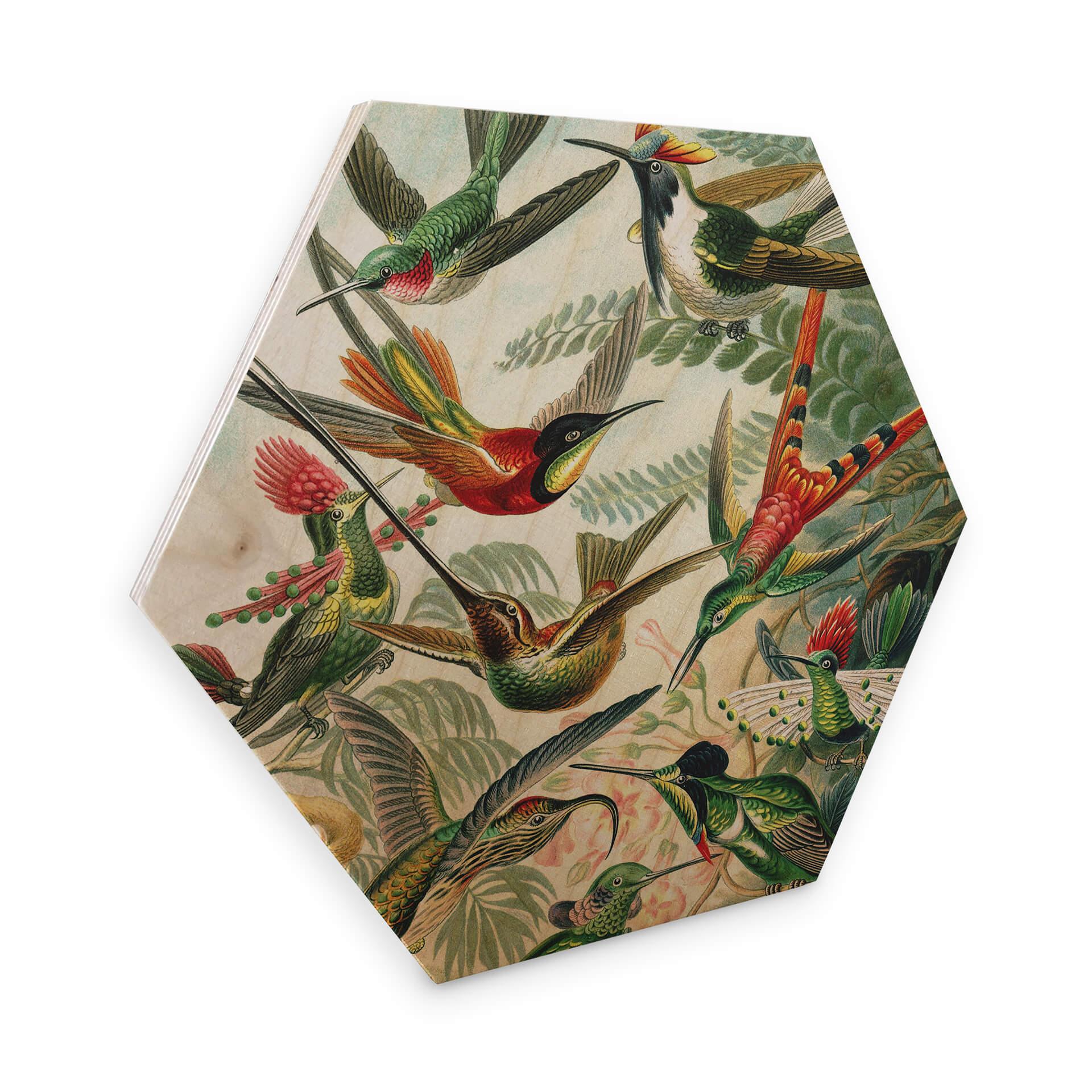 Hexagon Hout Haeckel - Kolibries