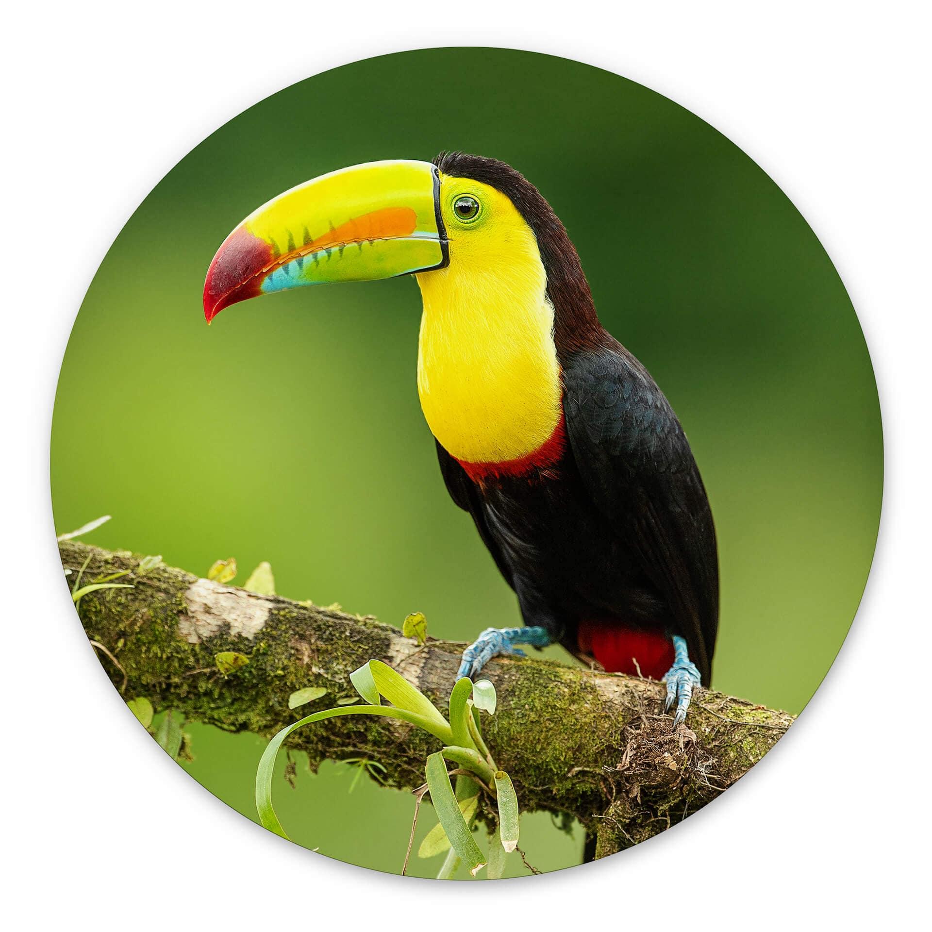 Tableau sur alu-Dibond rond van Duijn - Tukan du pêcheur au Costa Rica