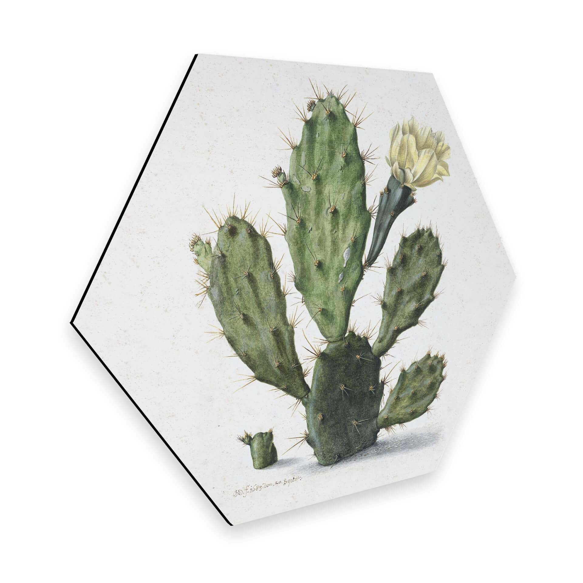 Hexagone - Alu-Dibond Saftleven - Cactus