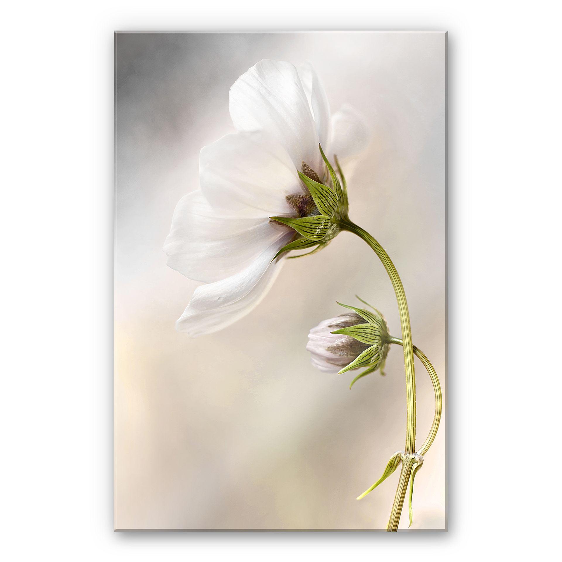 Akrylbillede Disher - Cosmos