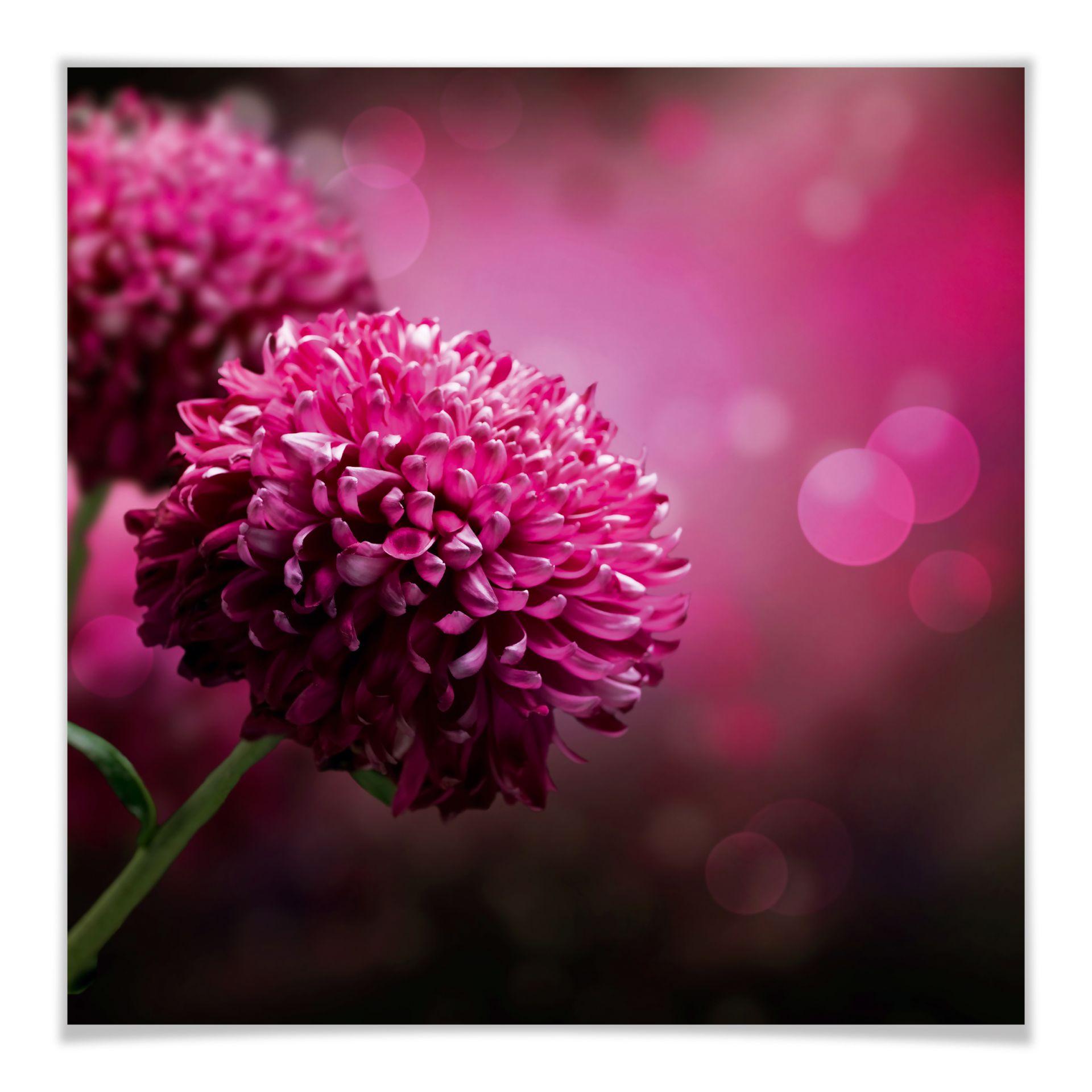 Póster Dalia rosa