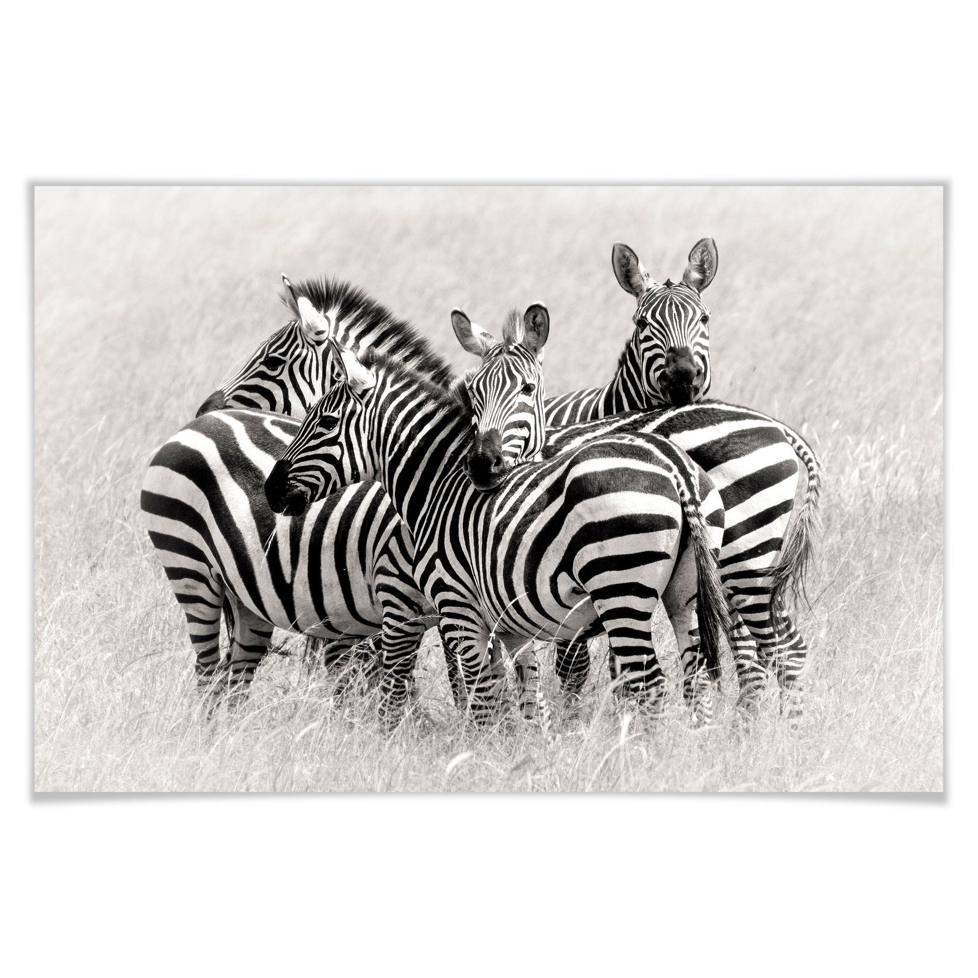 Poster - Trubitsyn - Zèbres dans la savane