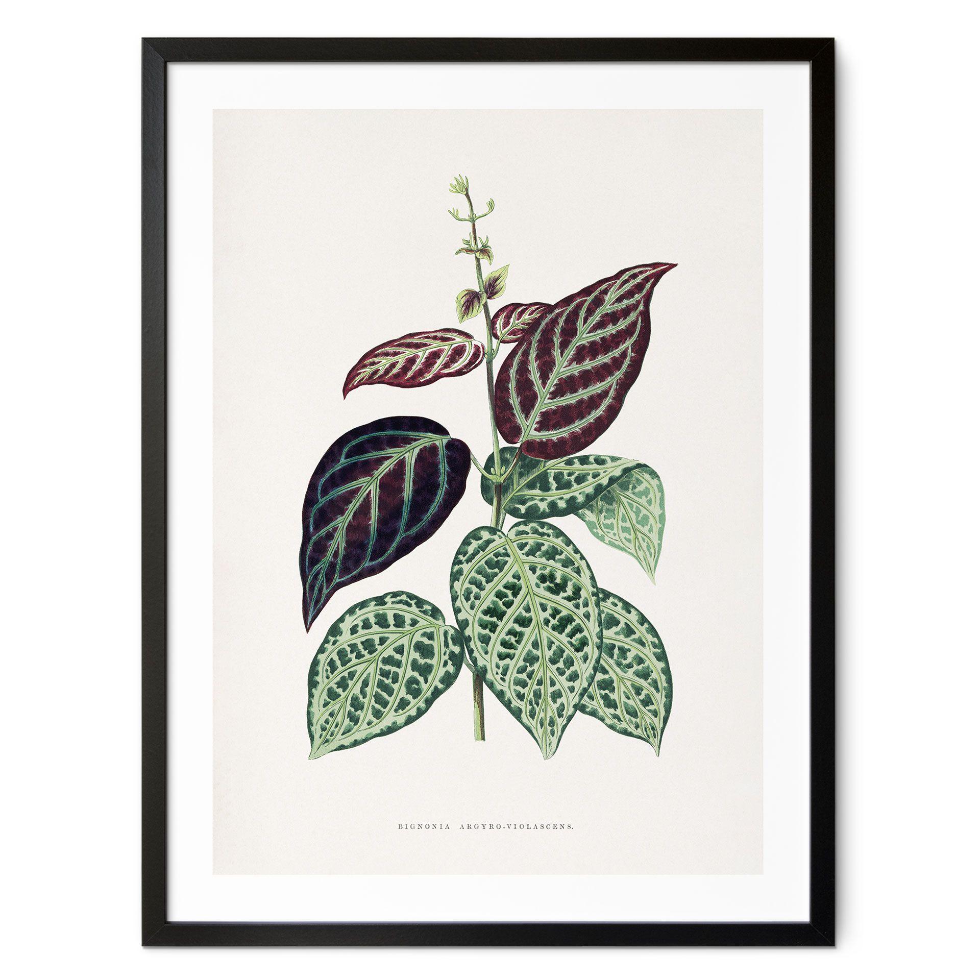 Plakat Illustration af blade - Bignonia Argyro Violascea