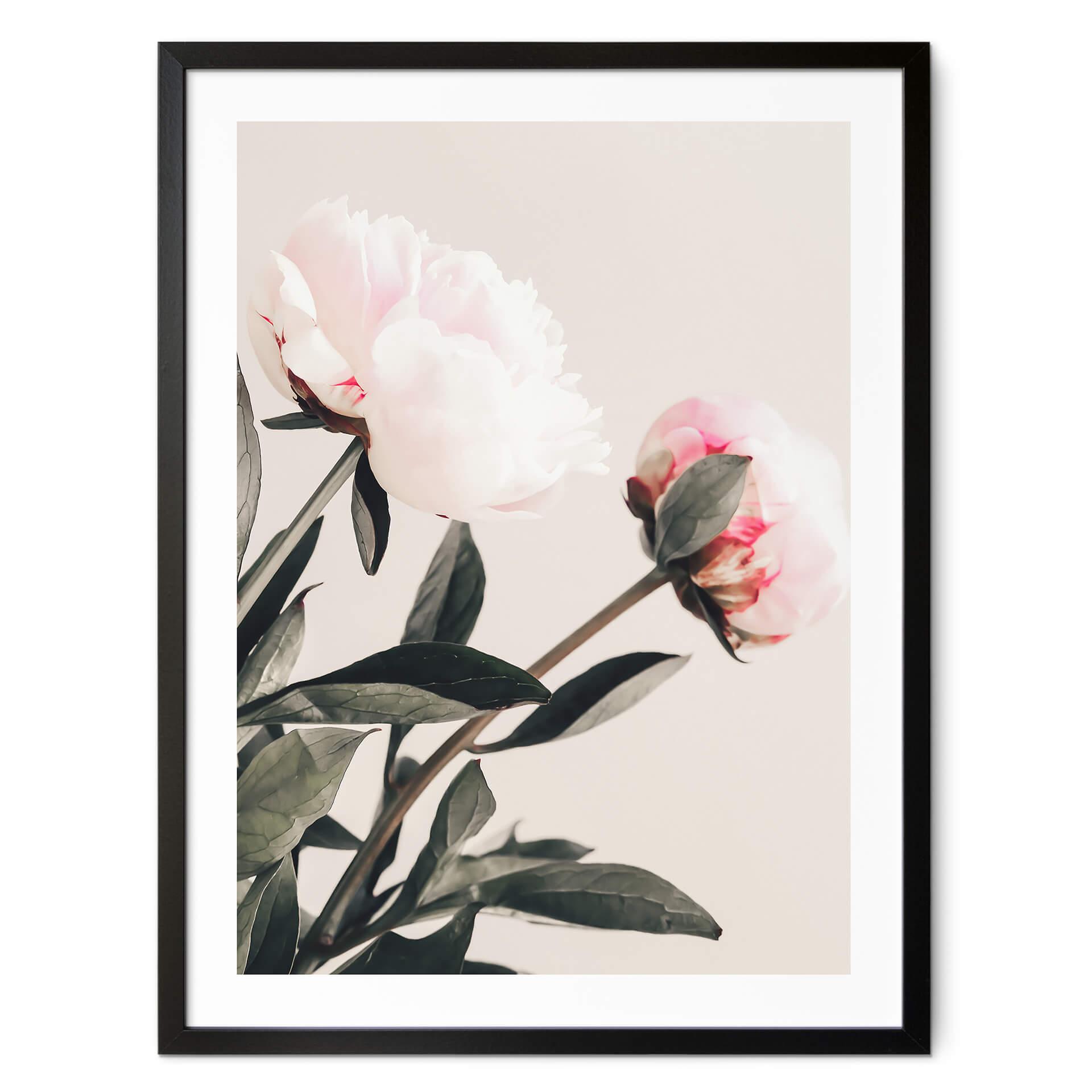Póster 1X Studio - Magníficas peonías
