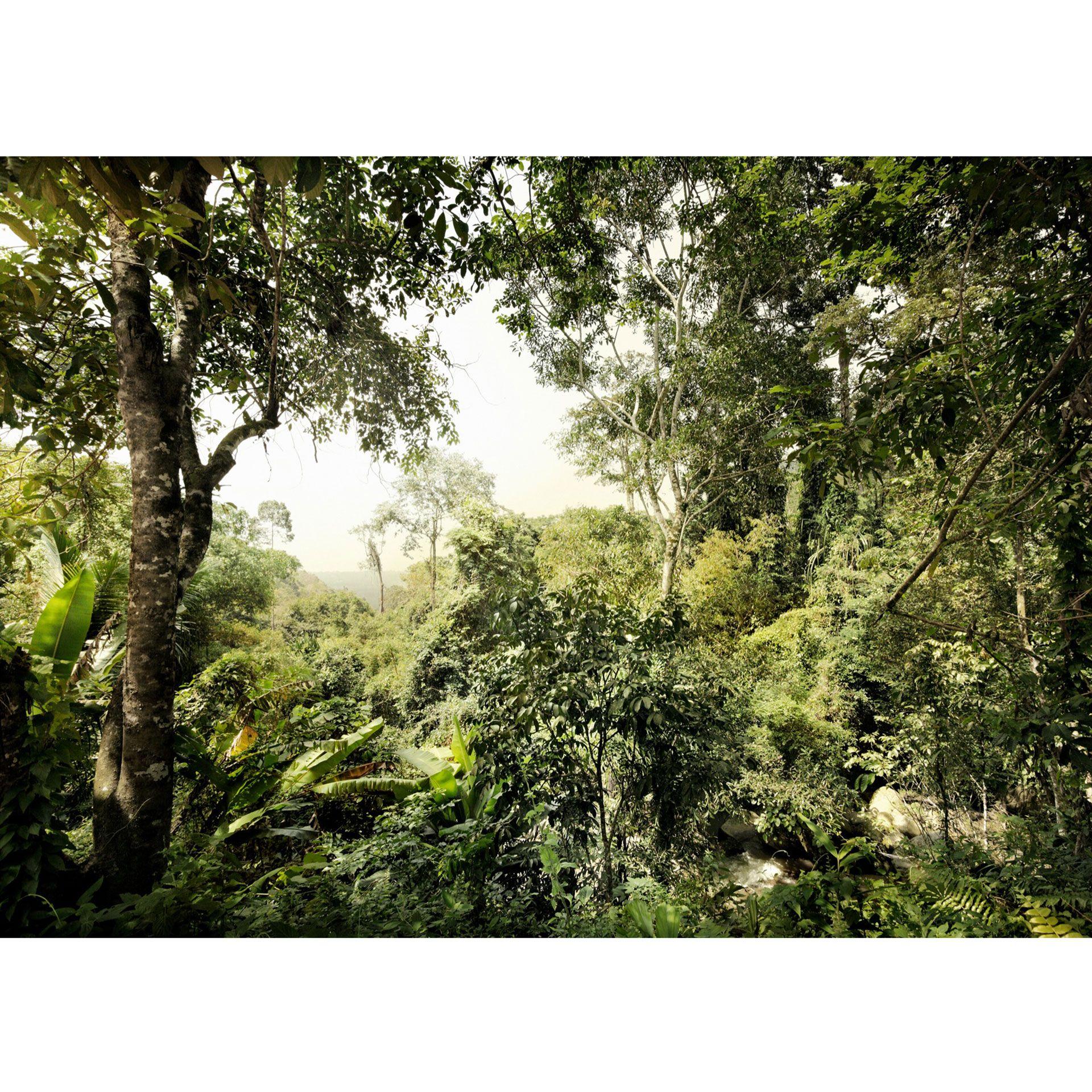 Fotobehang Vliesbehang Jungle
