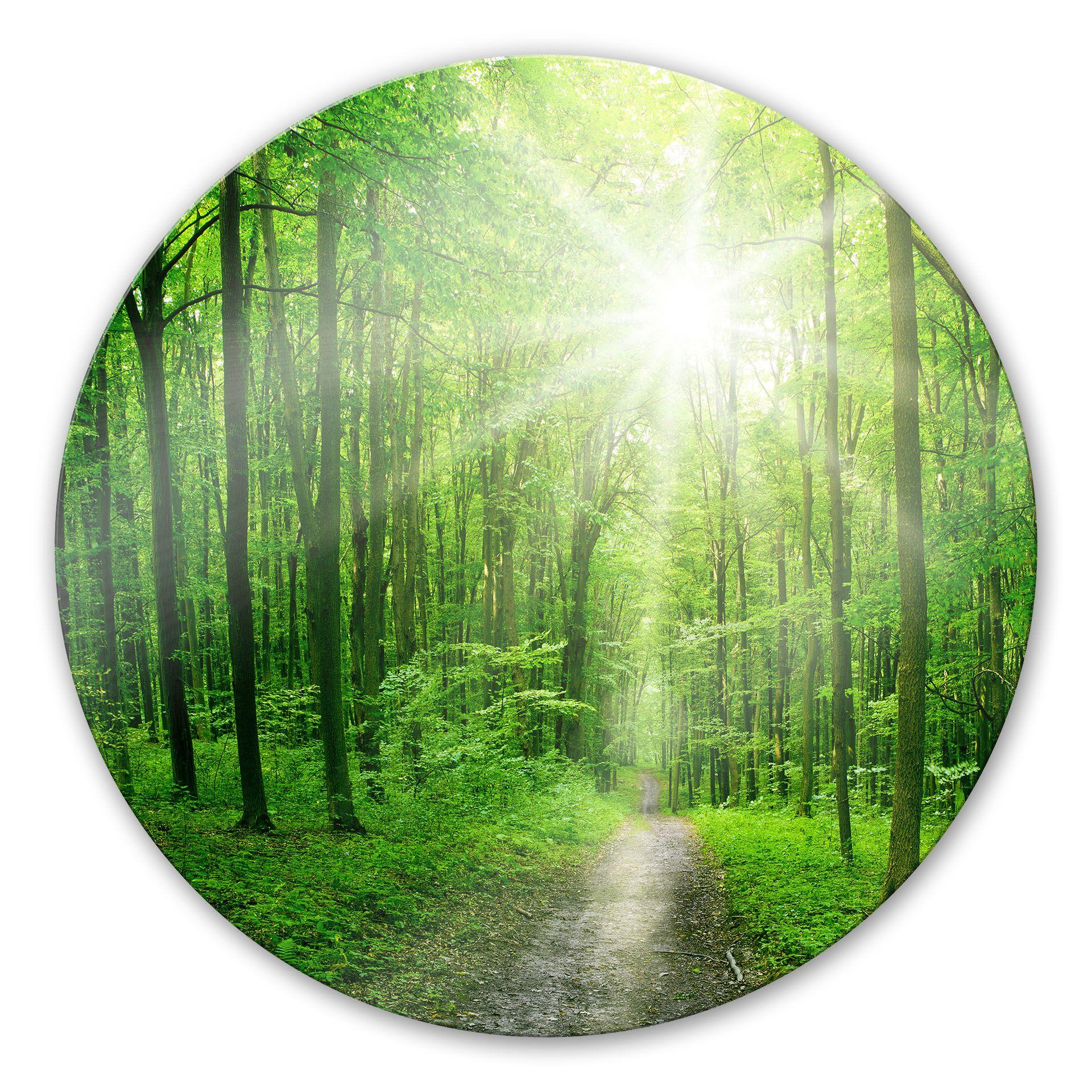 Tableau en verre - Sunny forest - rond
