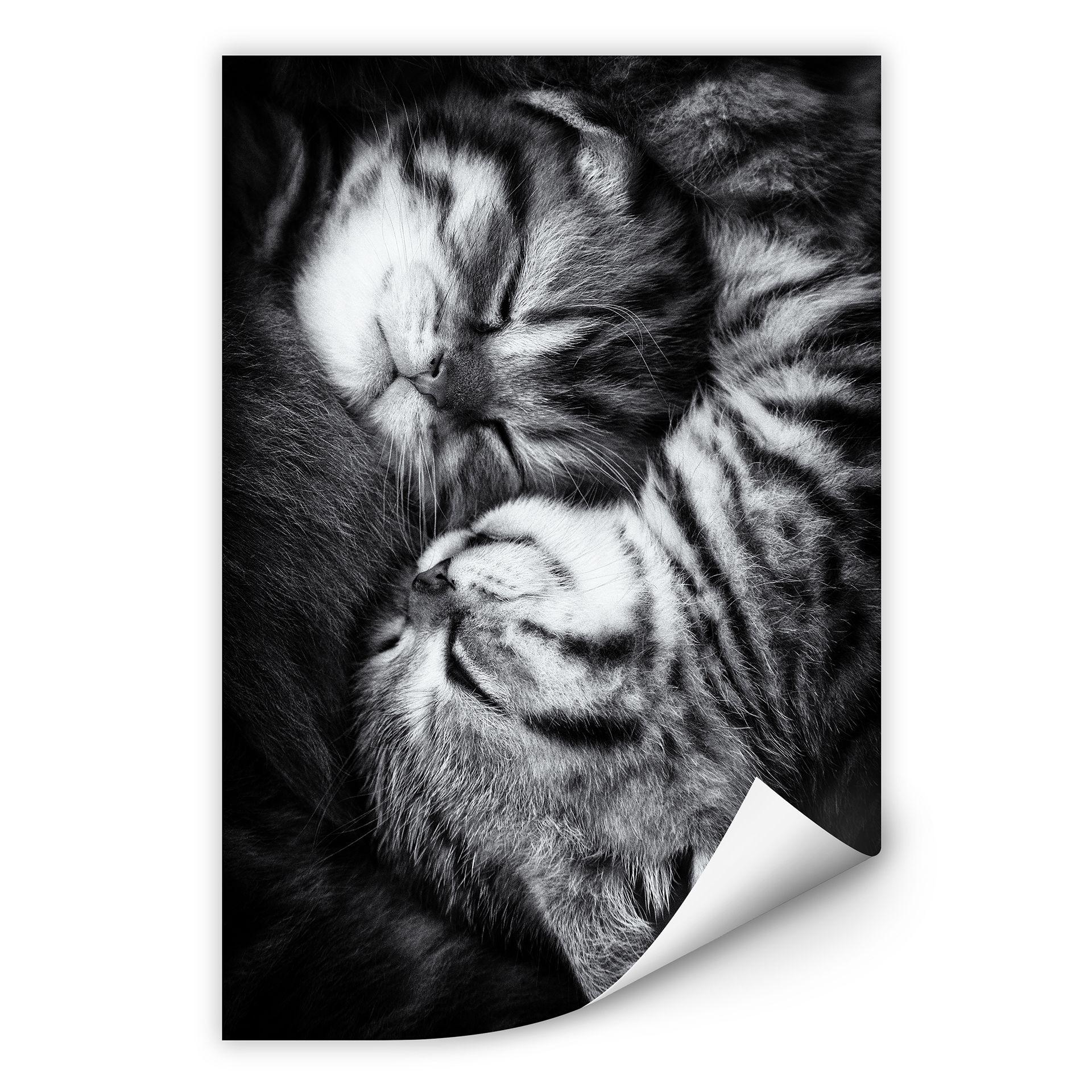 Zelfklevende Poster - Jancova - Sweet Kitten