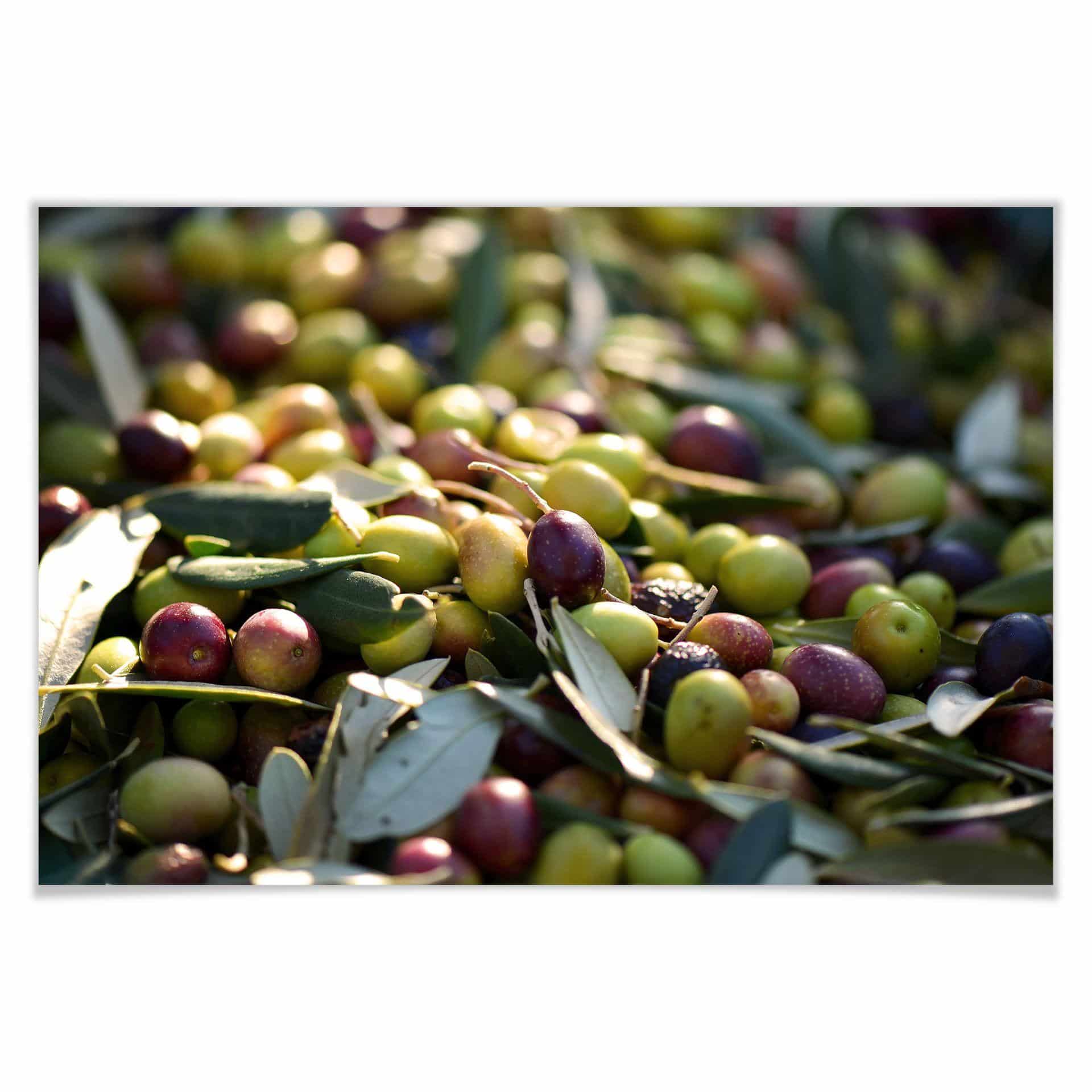 Poster - Olives méditerannéennes