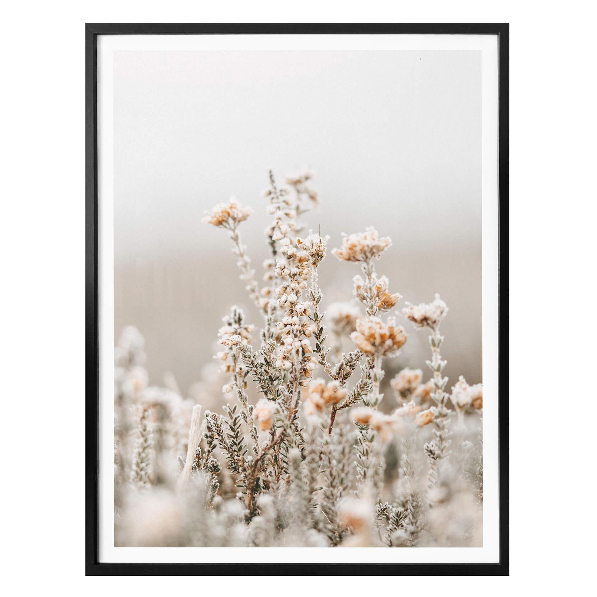 Plakat - Annie - Isblomster