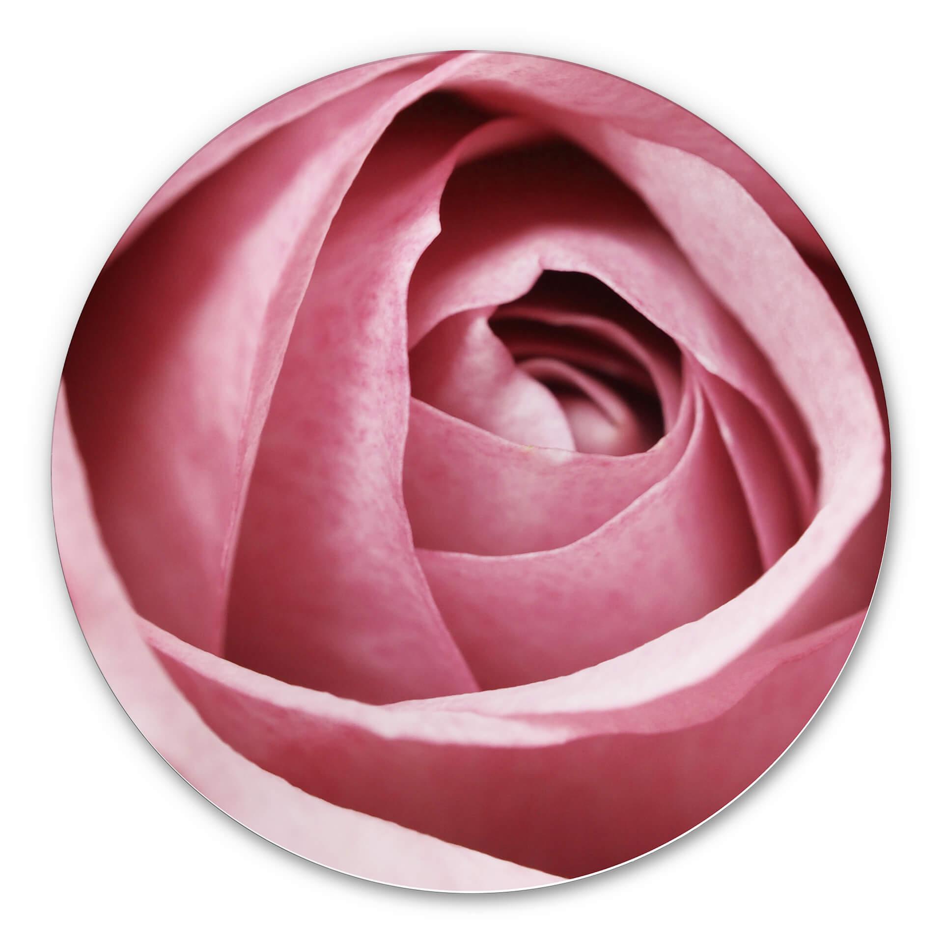 Wandcirkel Pink Rose