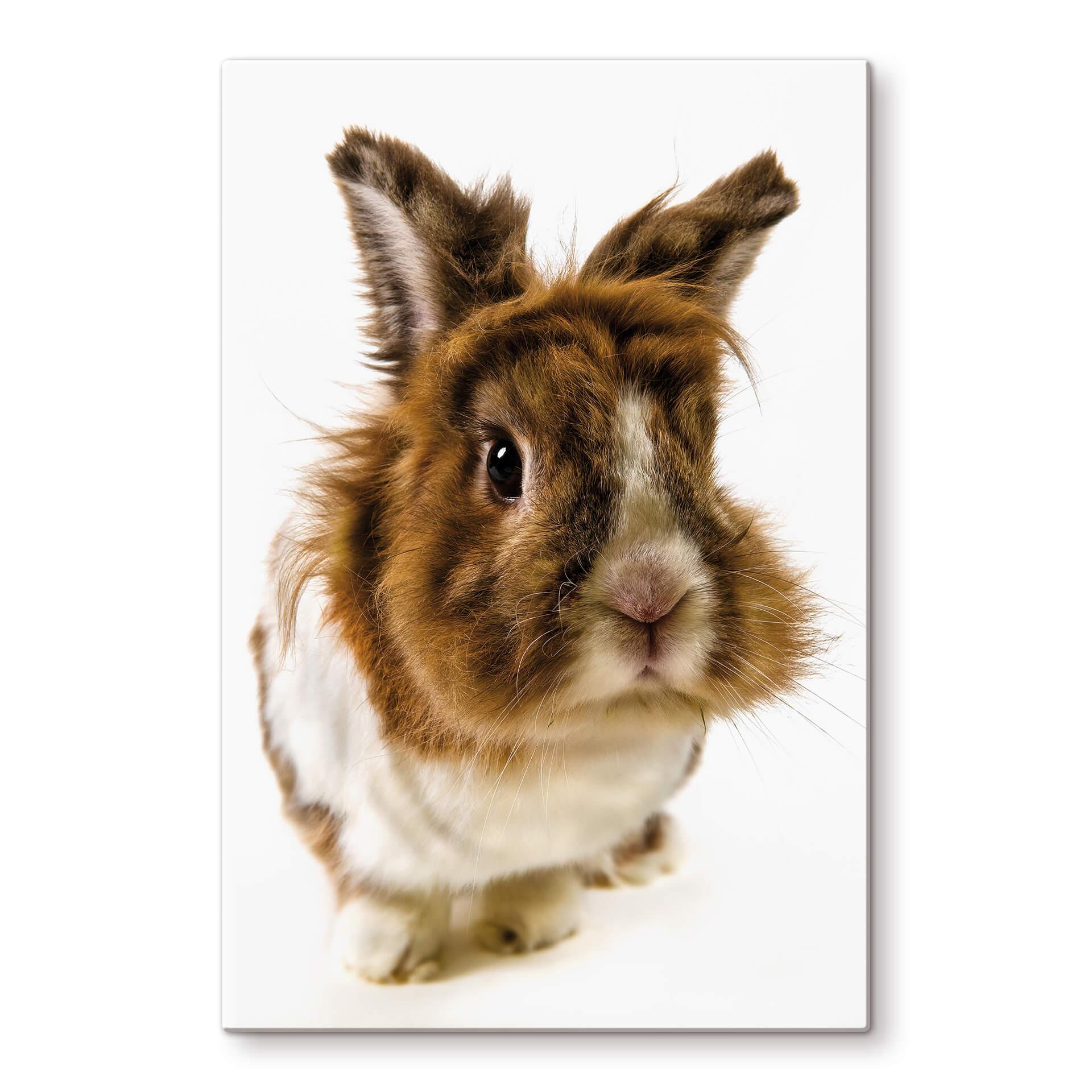 Tableau en verre - Lapin