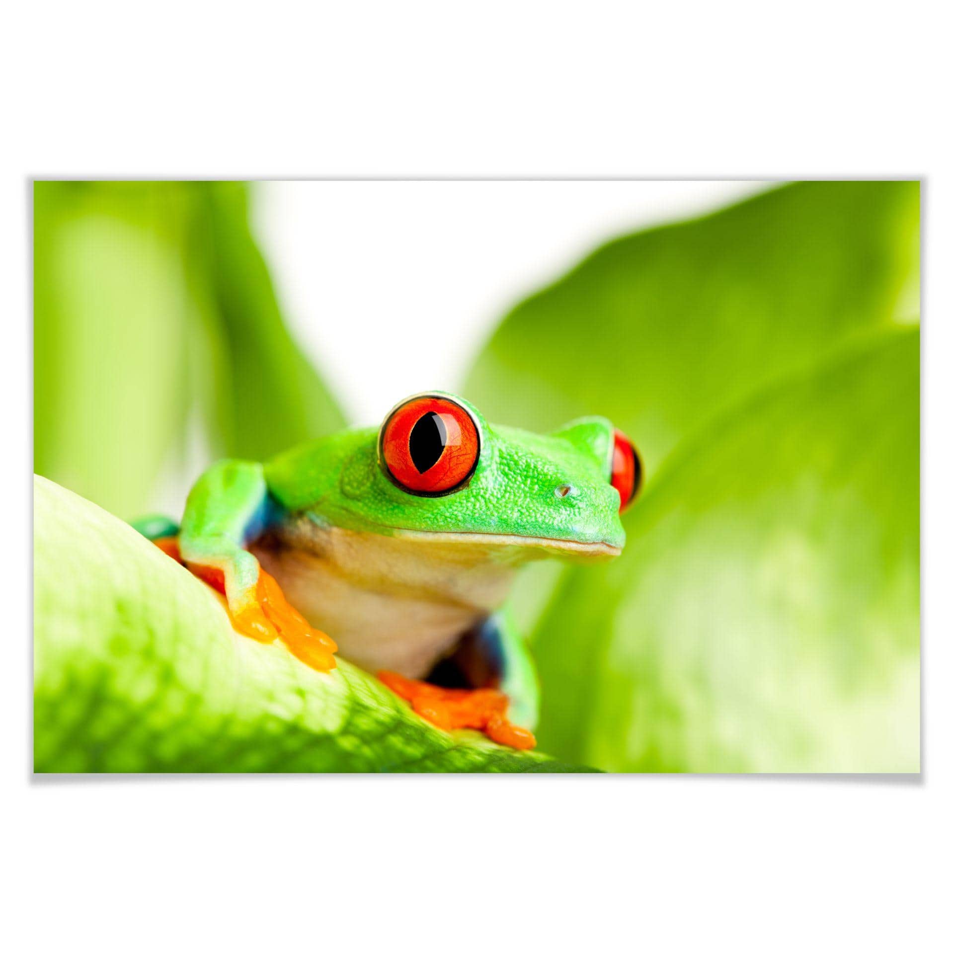 Poster - Grenouille