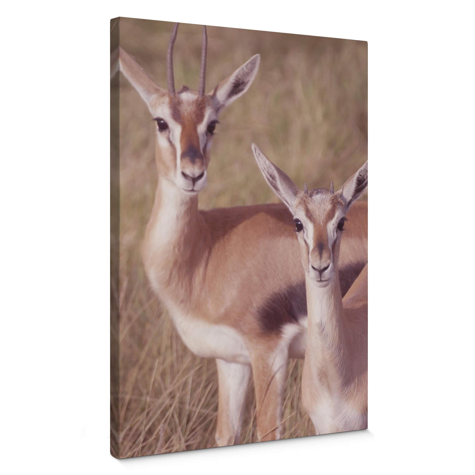 Lienzo Springboks