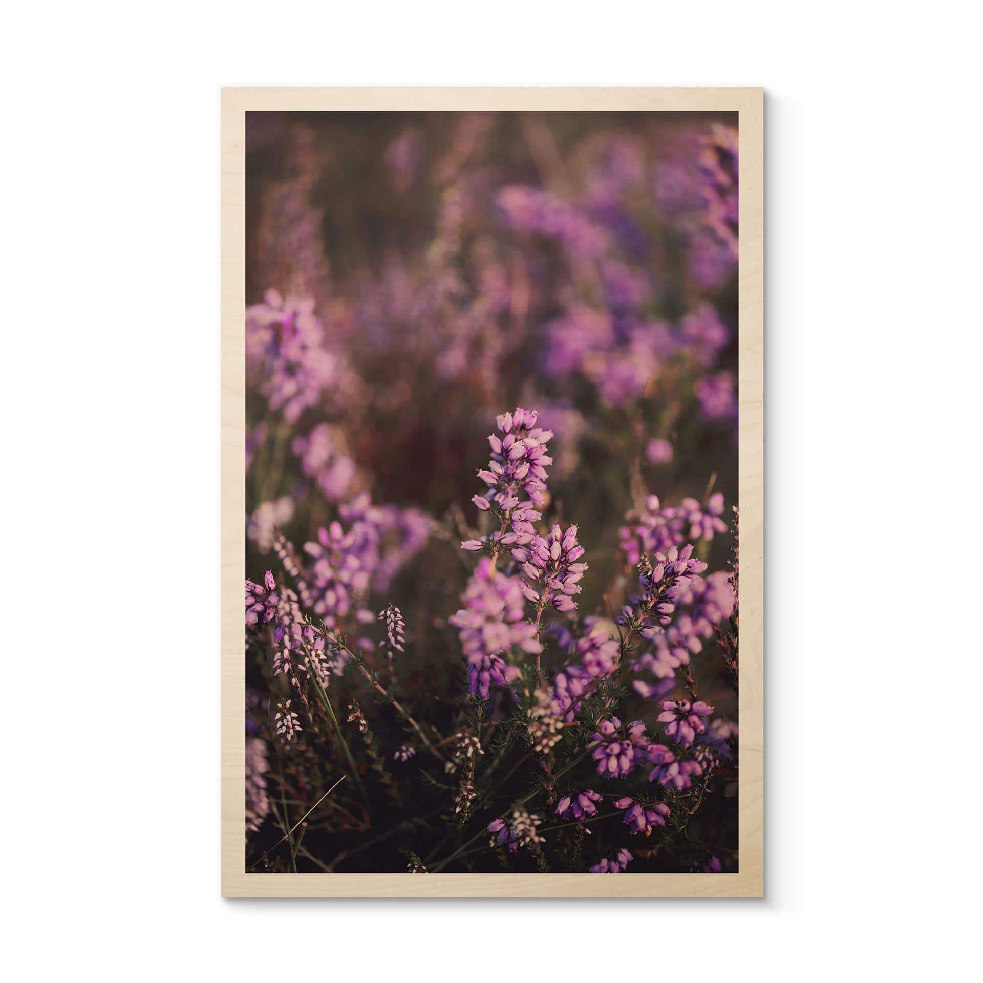 Cuadro de madera flor de brezo púrpura en luz cálida - Annie