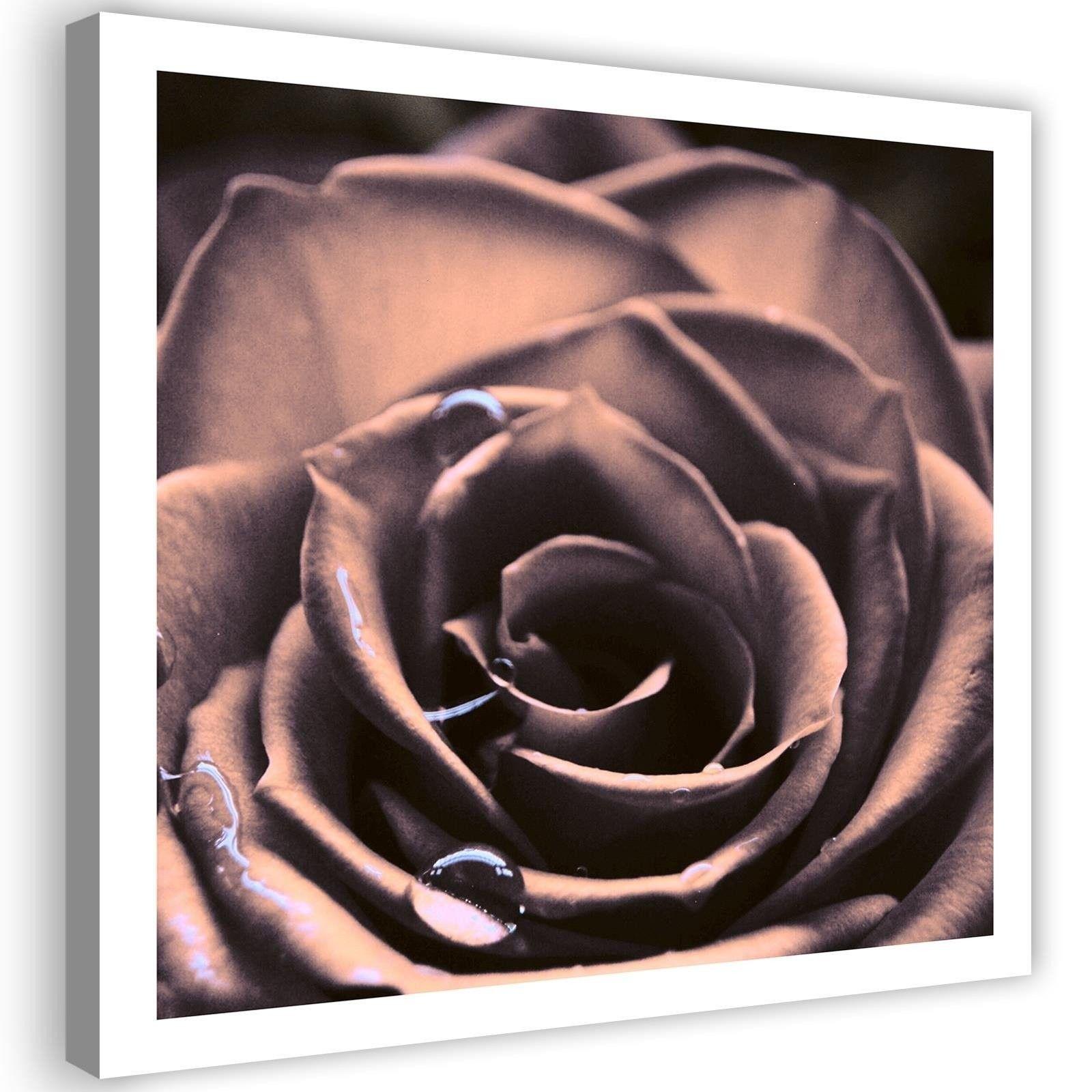 Canvasbillede, Vanddråber på en rose