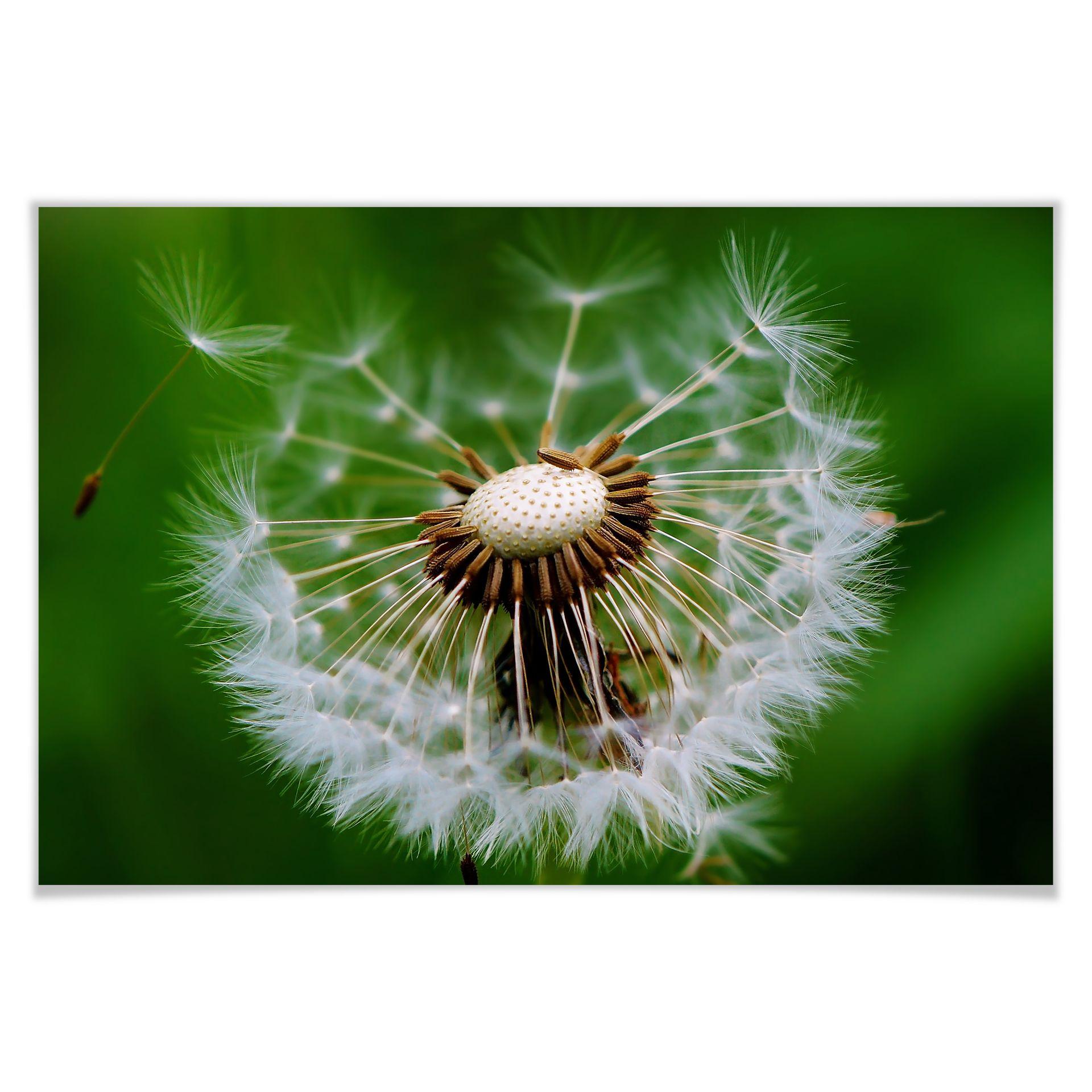 Poster Paardenbloem in de wind