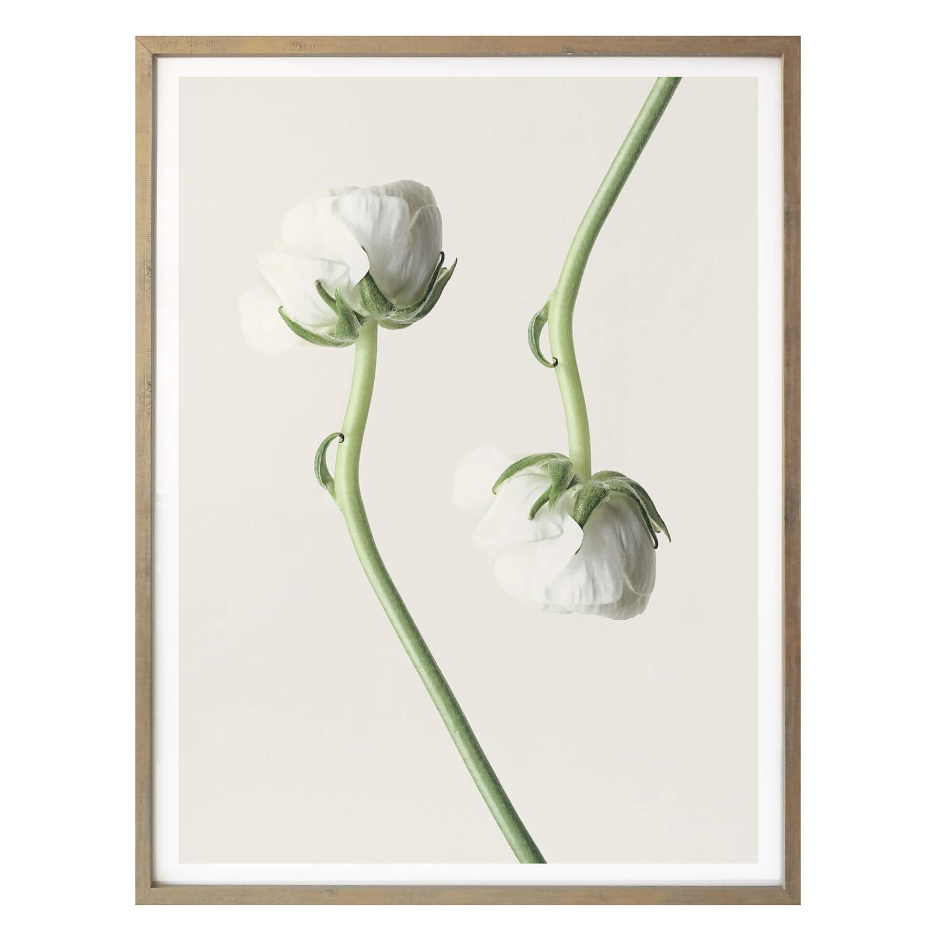 Plakat - Ranunkel 04