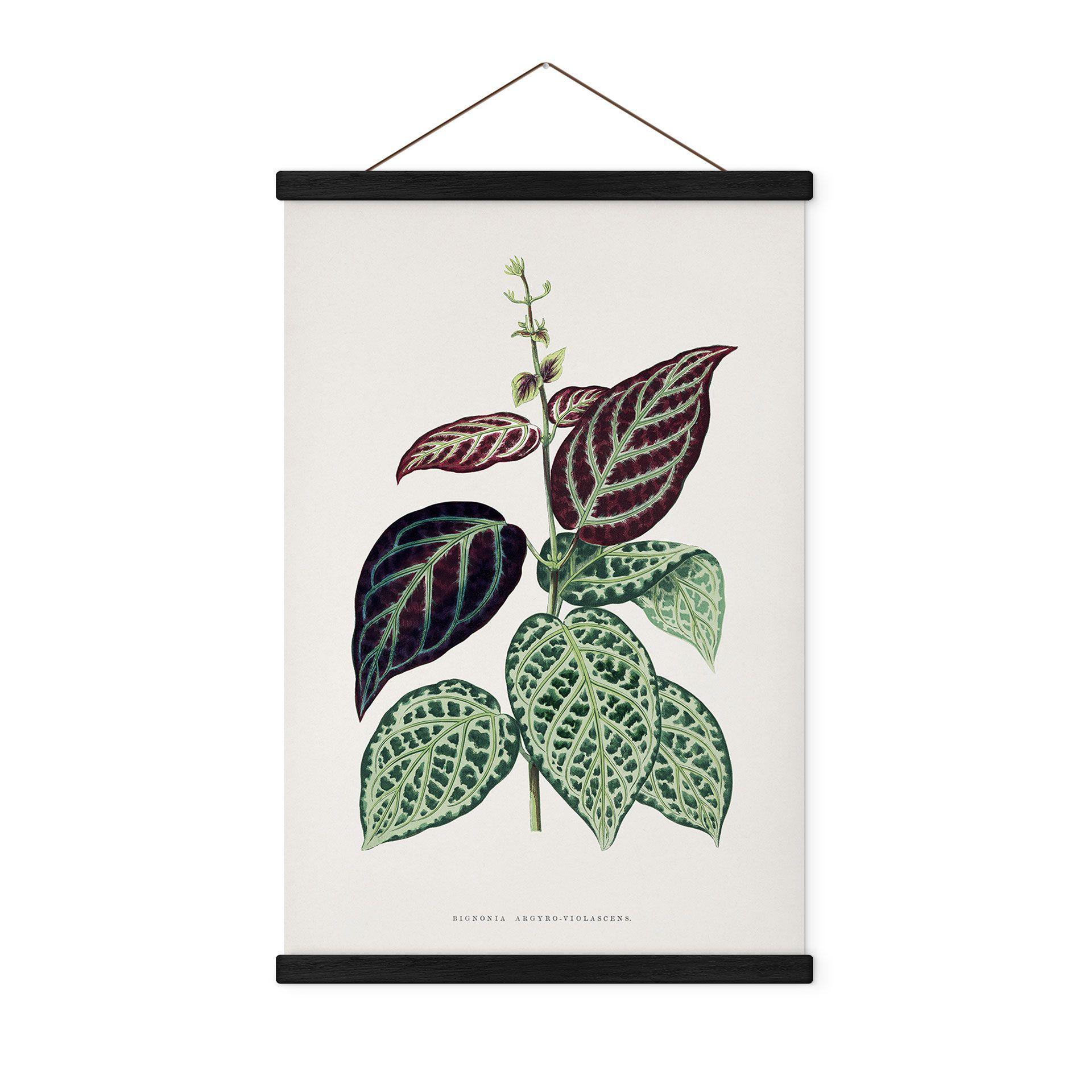 Tekstil plakat Illustration af blade - Bignonia Argyro Violascea