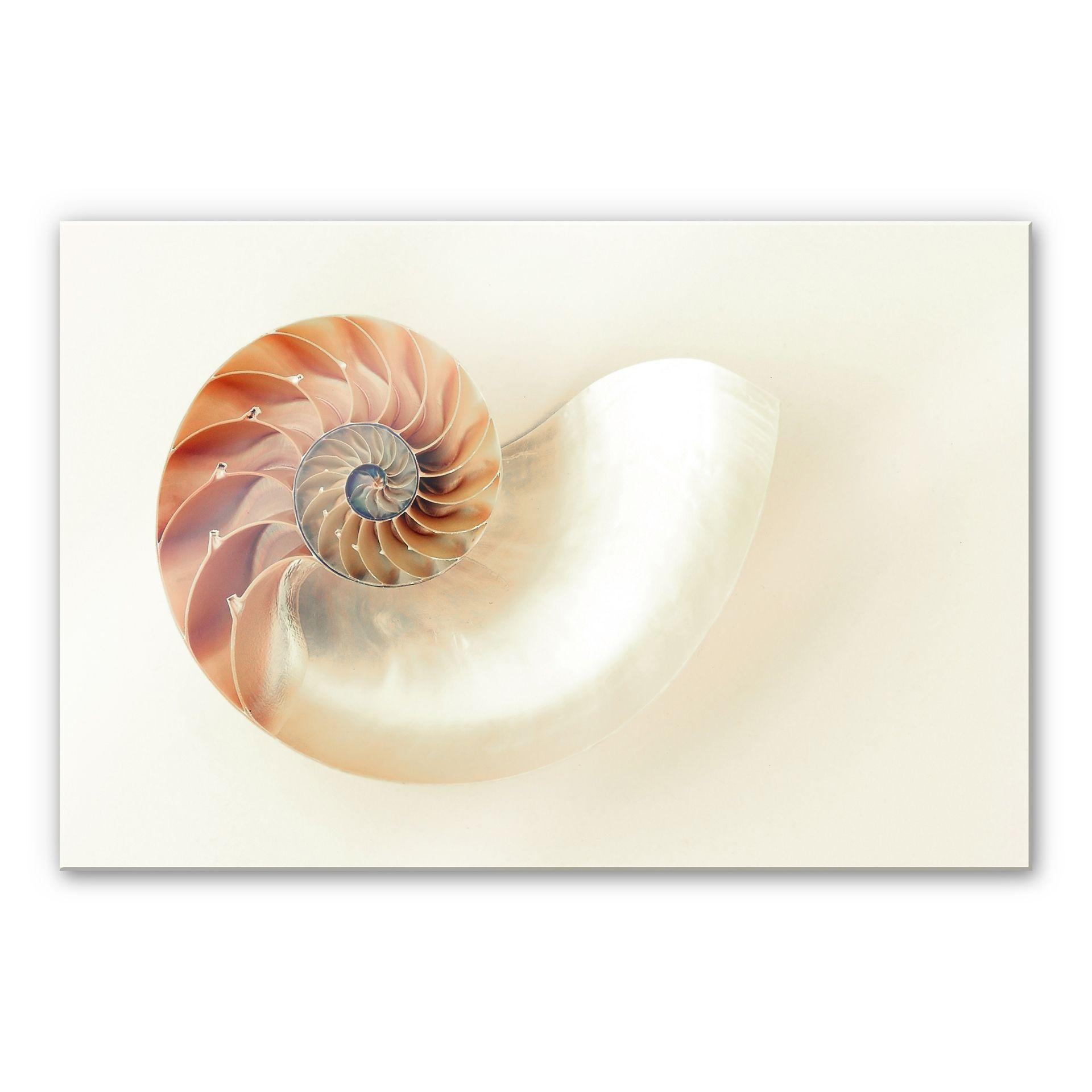 Akrylbillede Nautilus