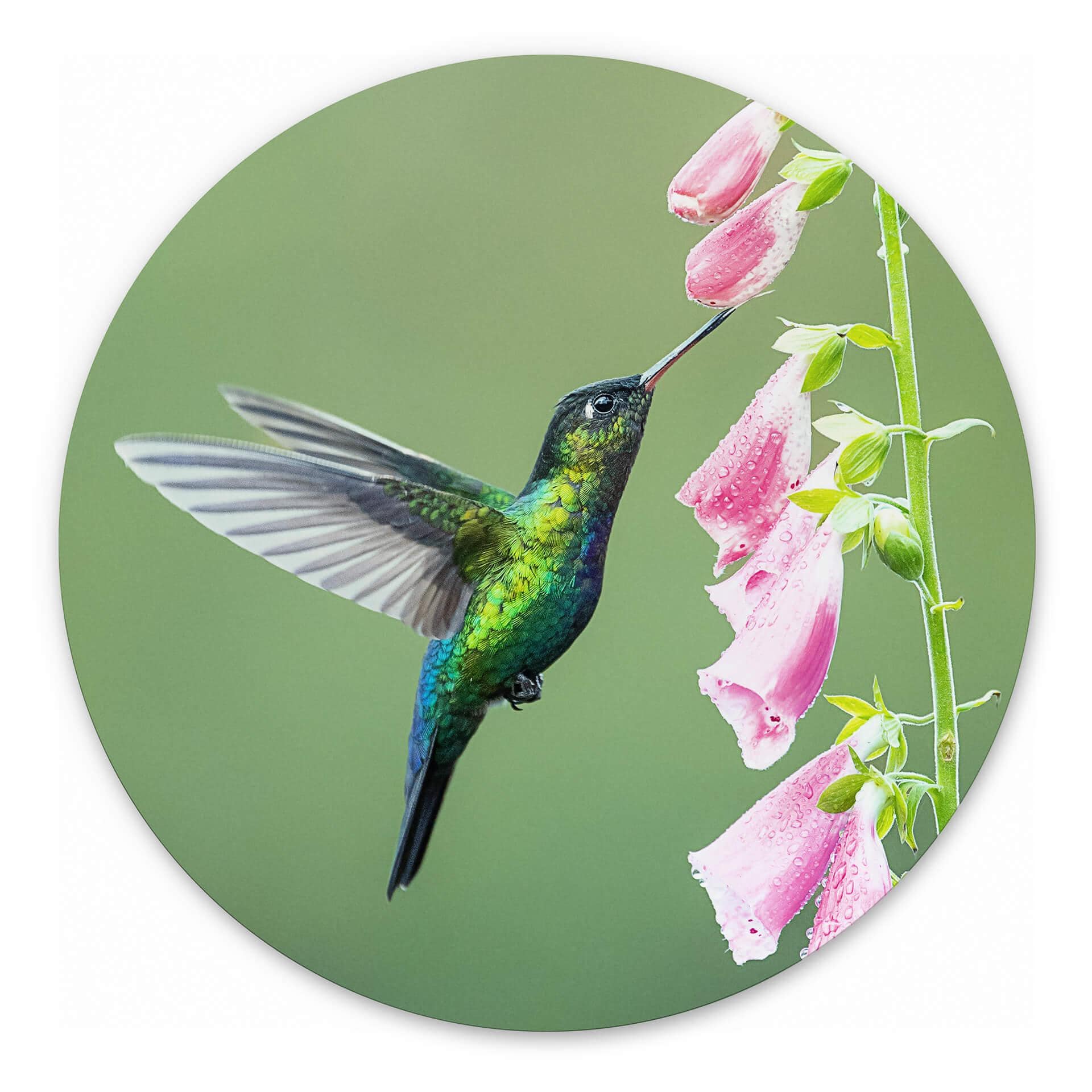 Tableau sur alu-Dibond rond van Duijn - Colibri dans la magie des fleurs roses