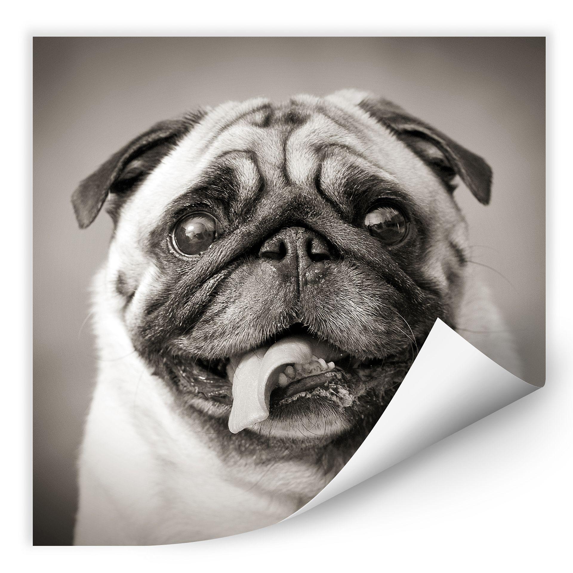 Zelfklevende Poster - Mops