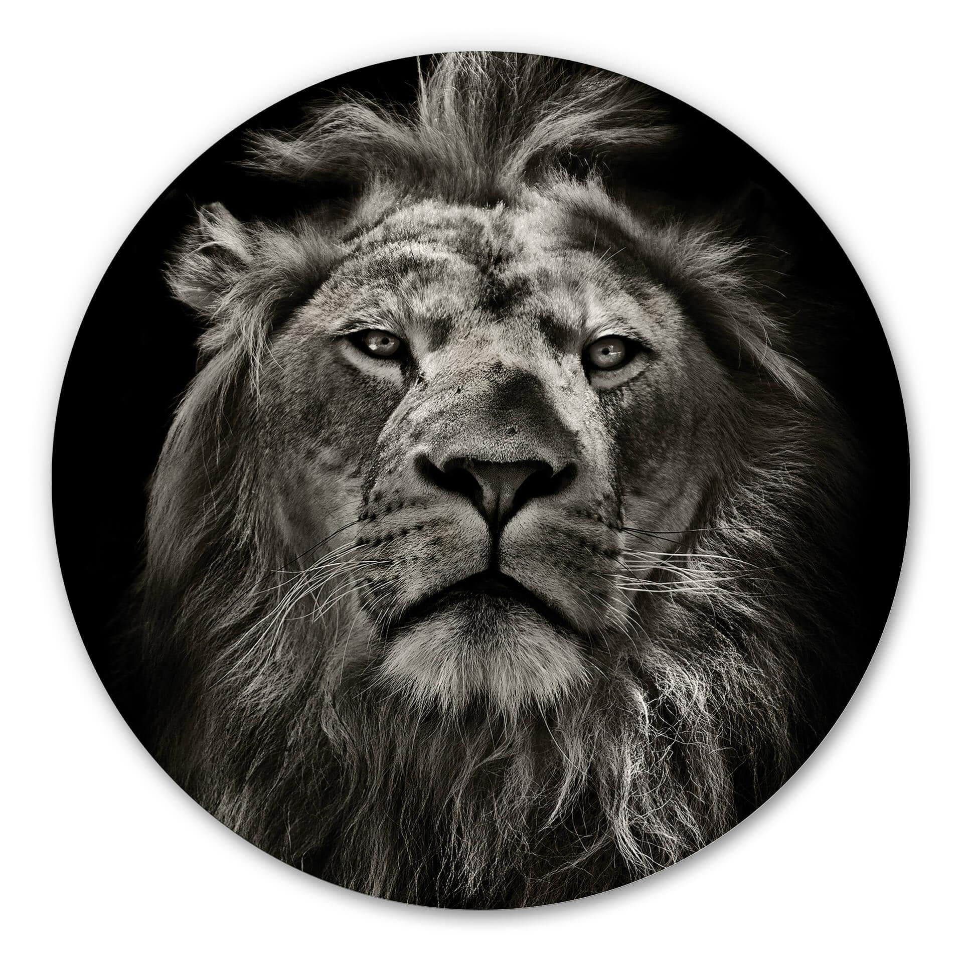 Tableau en Alu-Dibond Lion - Rond