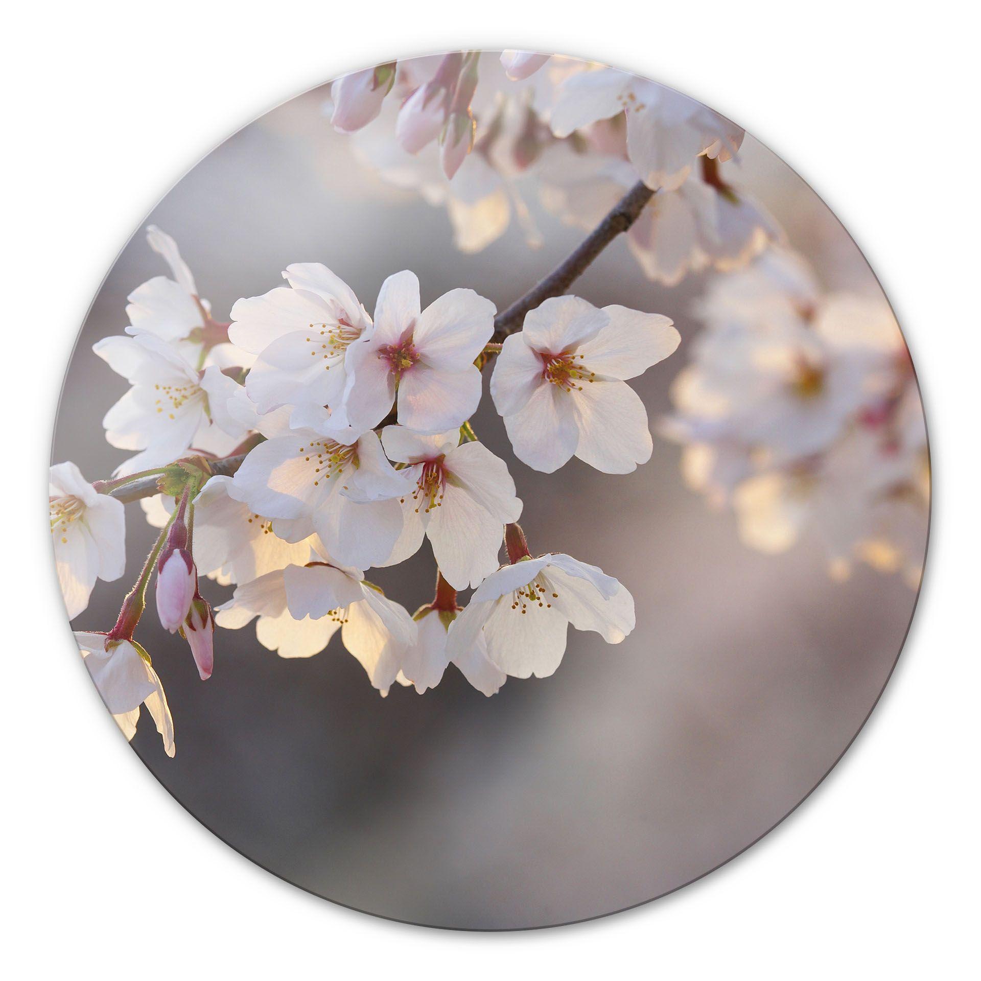 Tableau en verre - Branche de cerisier - rond