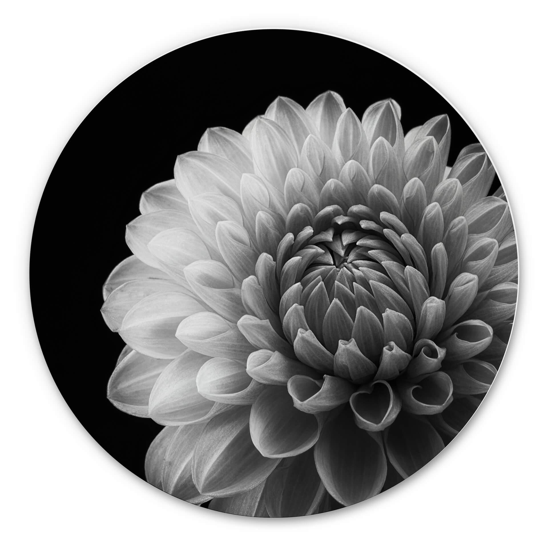 Tableau sur alu-Dibond Grønkjær - Dahlia - Rond