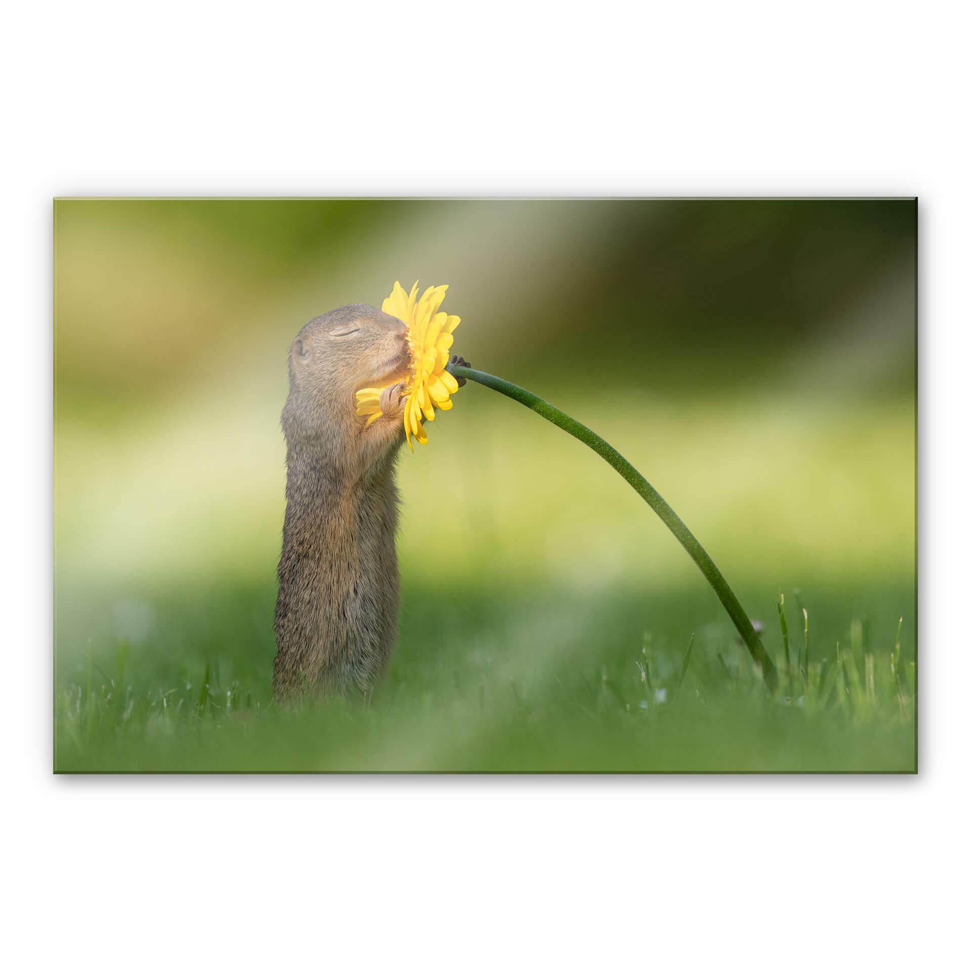 Akrylbillede van Duijn - Egern dufter til blomst