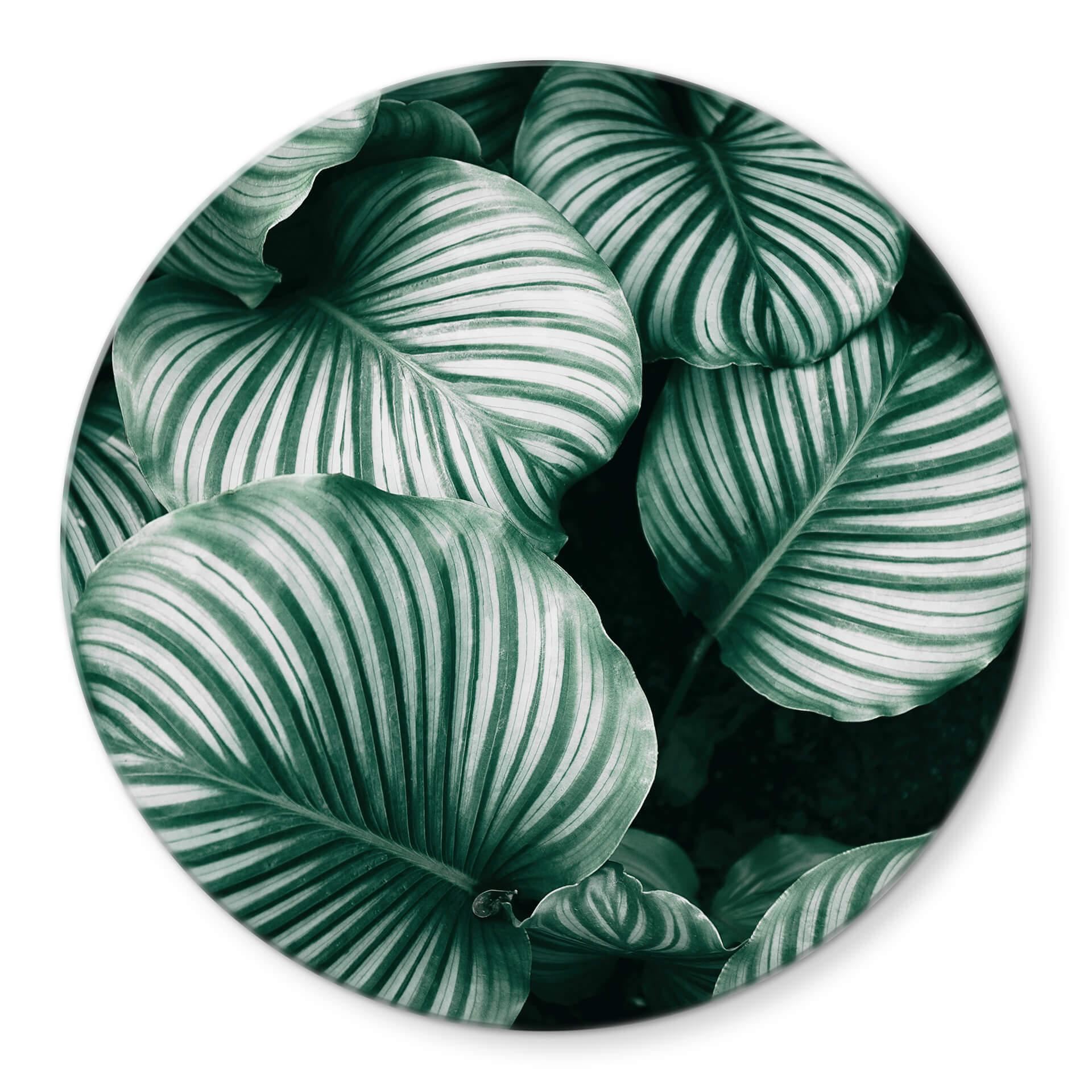 Tableau sur verre rond Urban Jungle - Calathea Orbifolia