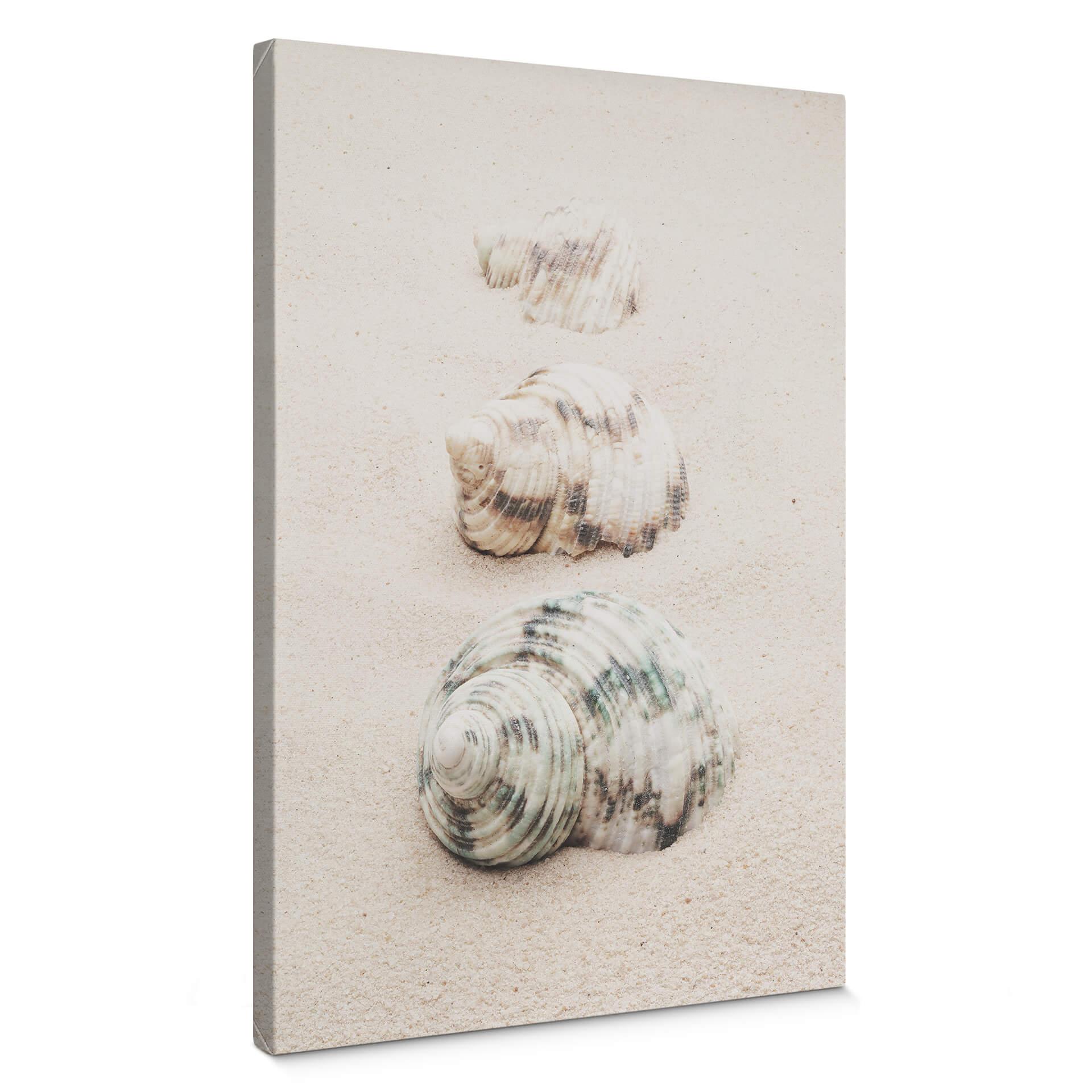 Lienzo 1X Estudio - Caracoles de mar
