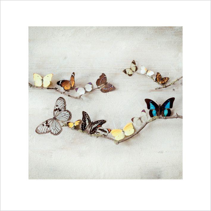 Plakat Ian Winstanley - Array of Butterflies kunsttryk (40 x 40 cm)