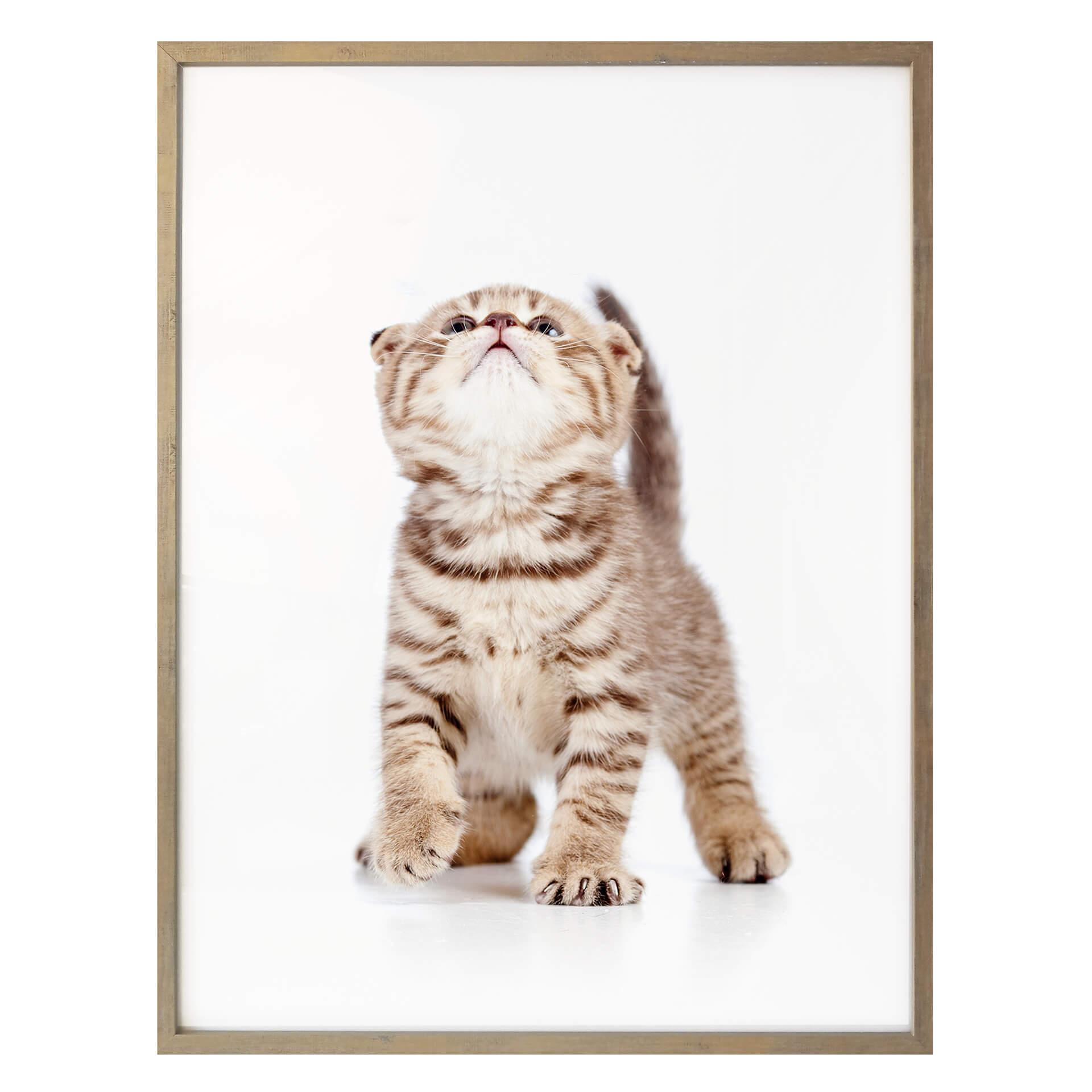 Póster gatito curioso