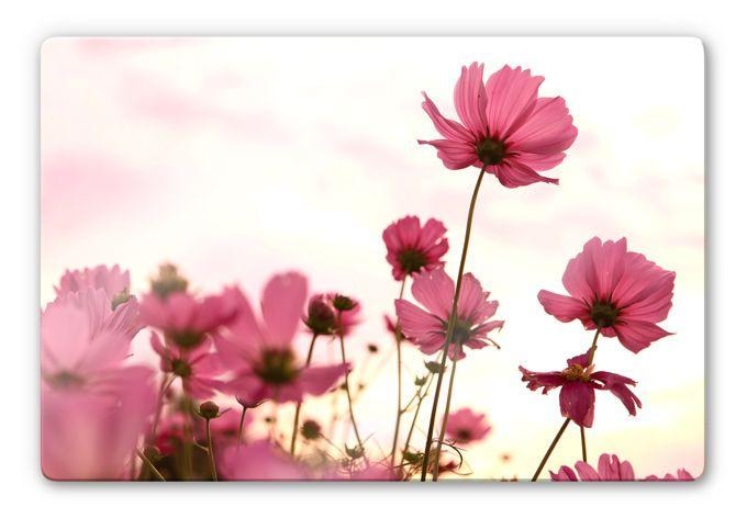 Tableau en verre - Cosmos rose