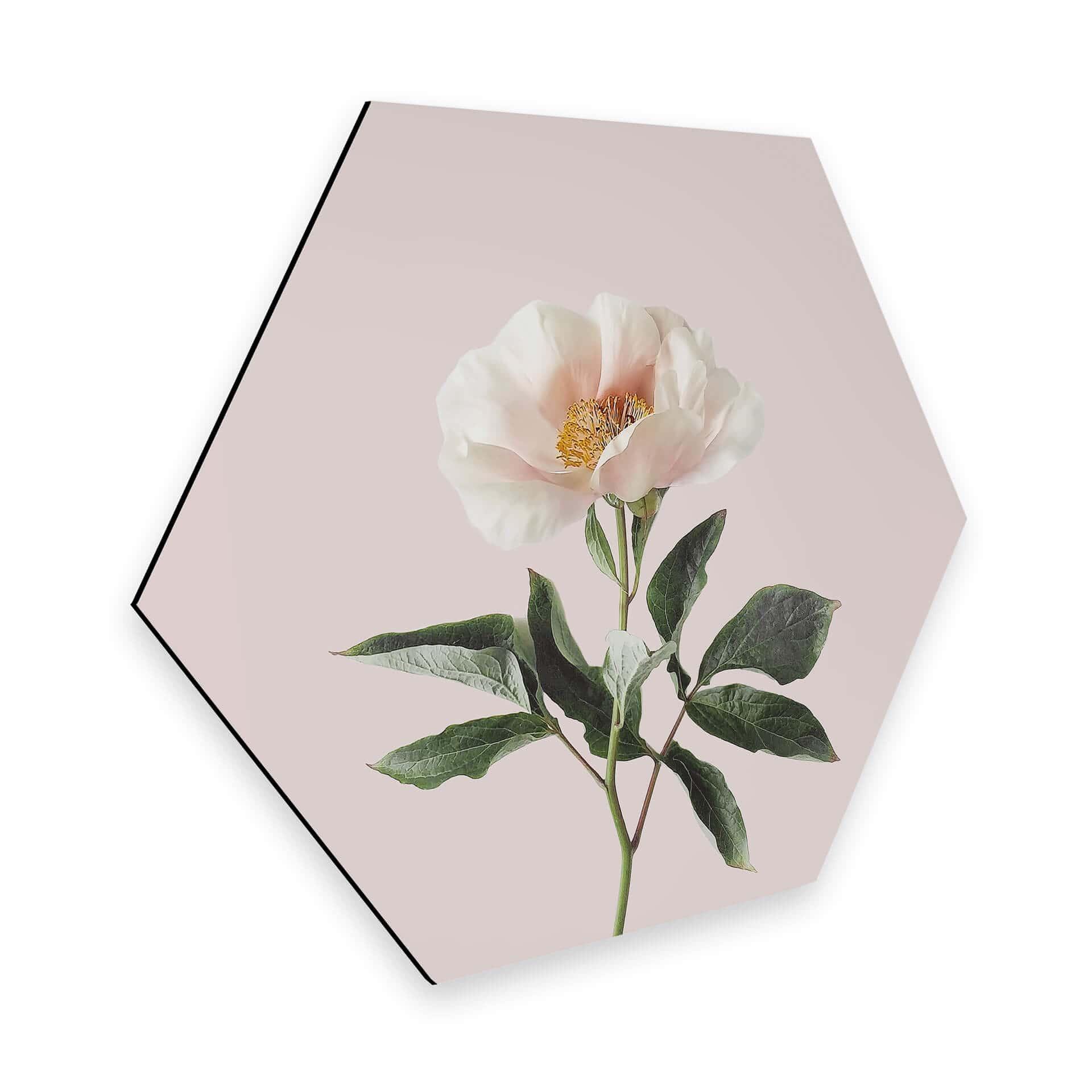 Hexagon Dibond Sisi & Seb - Delicate Flower