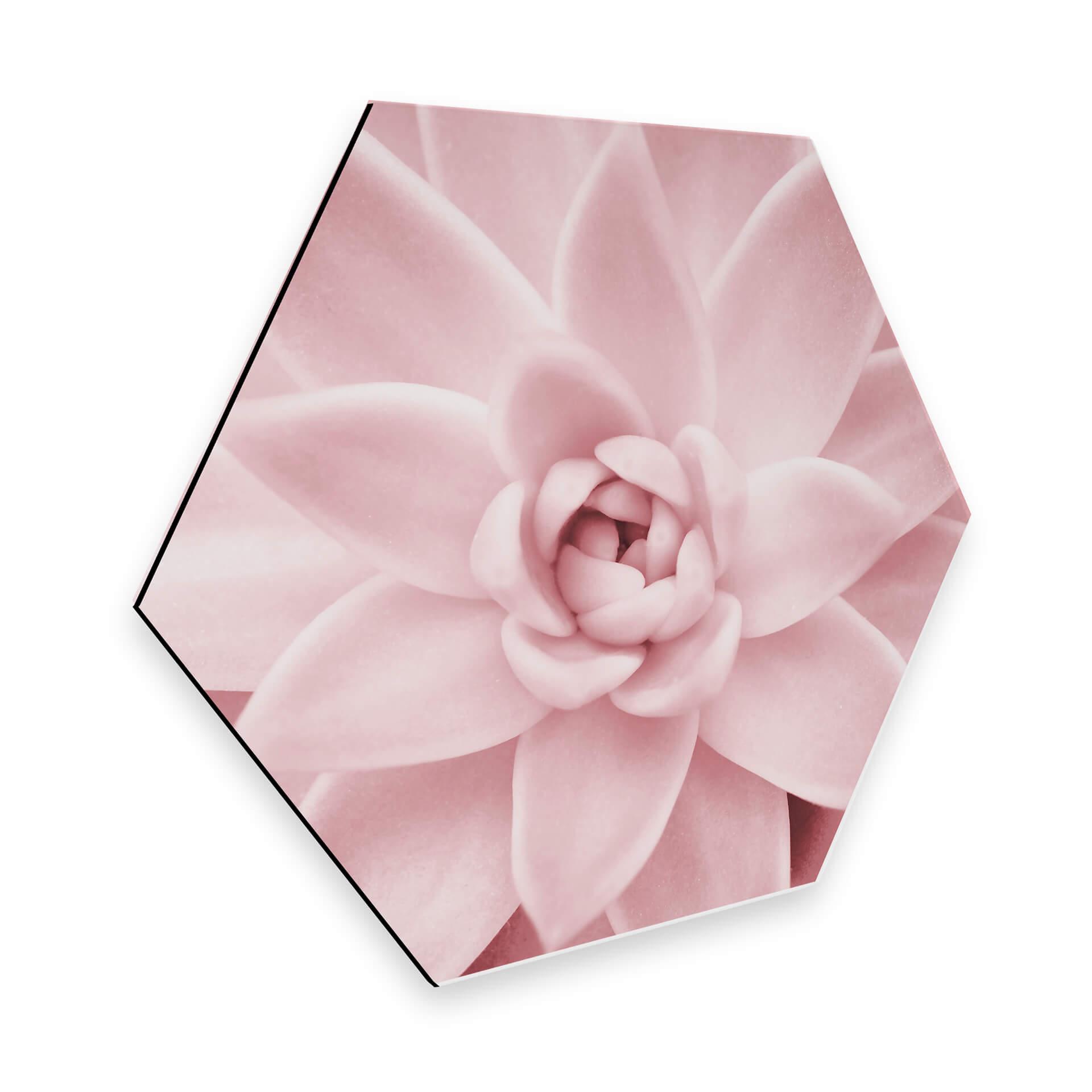 Hexagon Alu-Dibond - Sisi & Seb - Pink Succulents